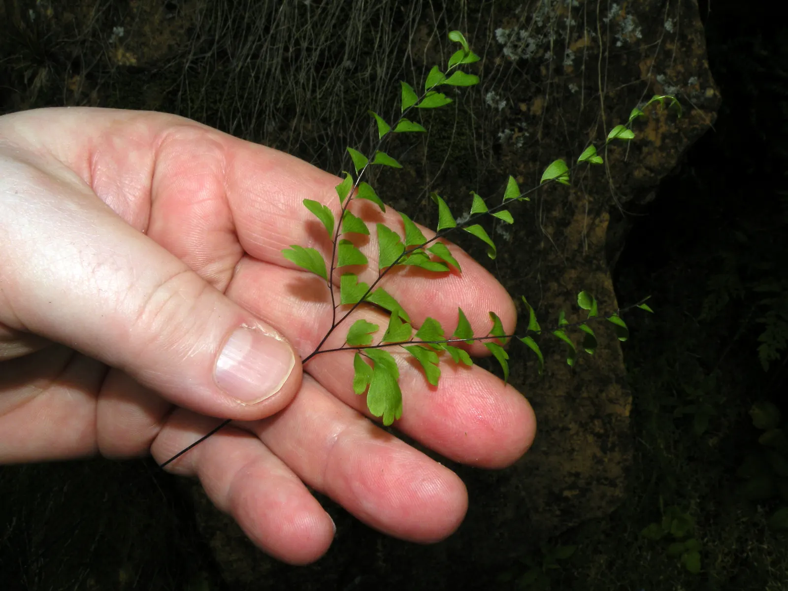 Five-Finger Fern (Adiantum Aleuticum) — A soil mix that is rich in organic matter with adequate drainage will support its growth