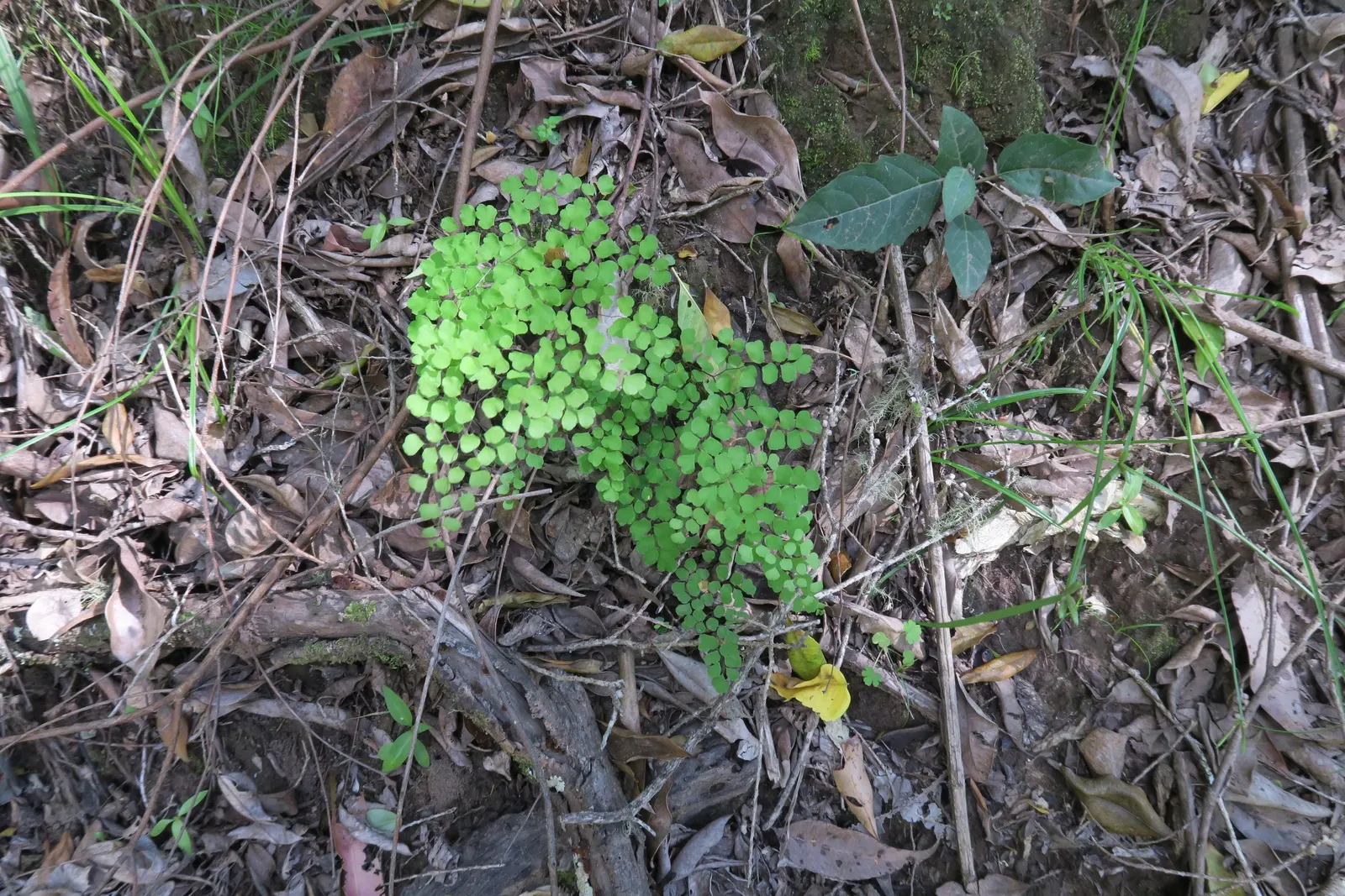 Five-Finger Fern (Adiantum Aleuticum) — scientifically known as Adiantum aleuticum; being evergreen in zones 8 and higher, image 69