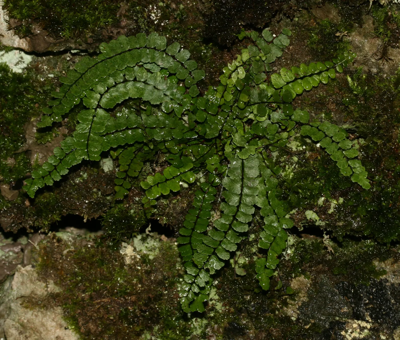 Five-Finger Fern (Adiantum Aleuticum) — preferring sheltered spots that offer moderate to full shade - this fern does not tolerate full sun well, image 56