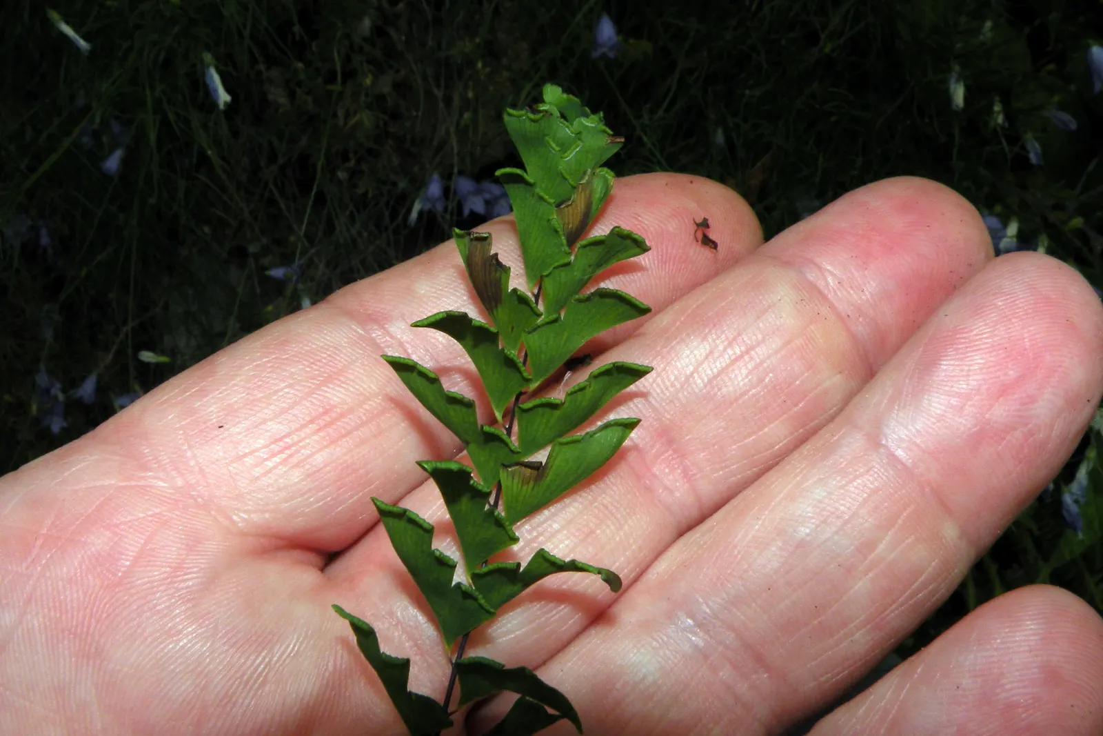 Five-Finger Fern (Adiantum Aleuticum) — A soil mix that is rich in organic matter with adequate drainage will support its growth; being evergreen, image 78