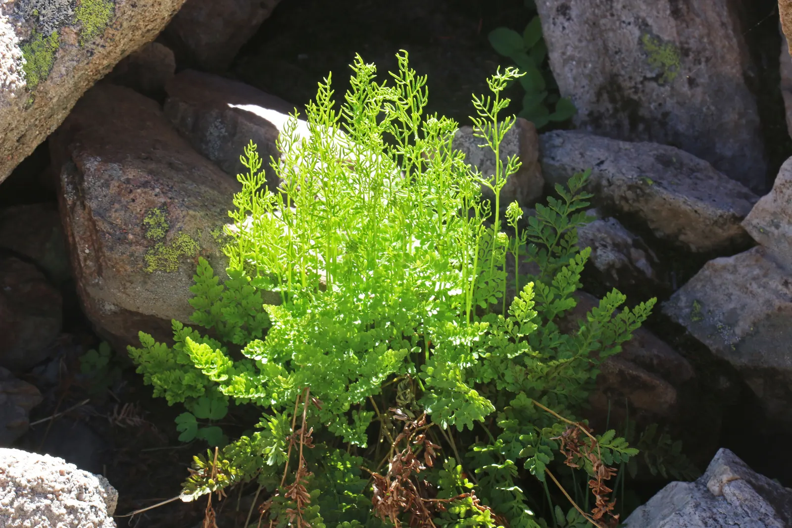 Five-Finger Fern (Adiantum Aleuticum) — deriving its common name from the finger-like fronds that extend elegantly from the central stem; being, image 72