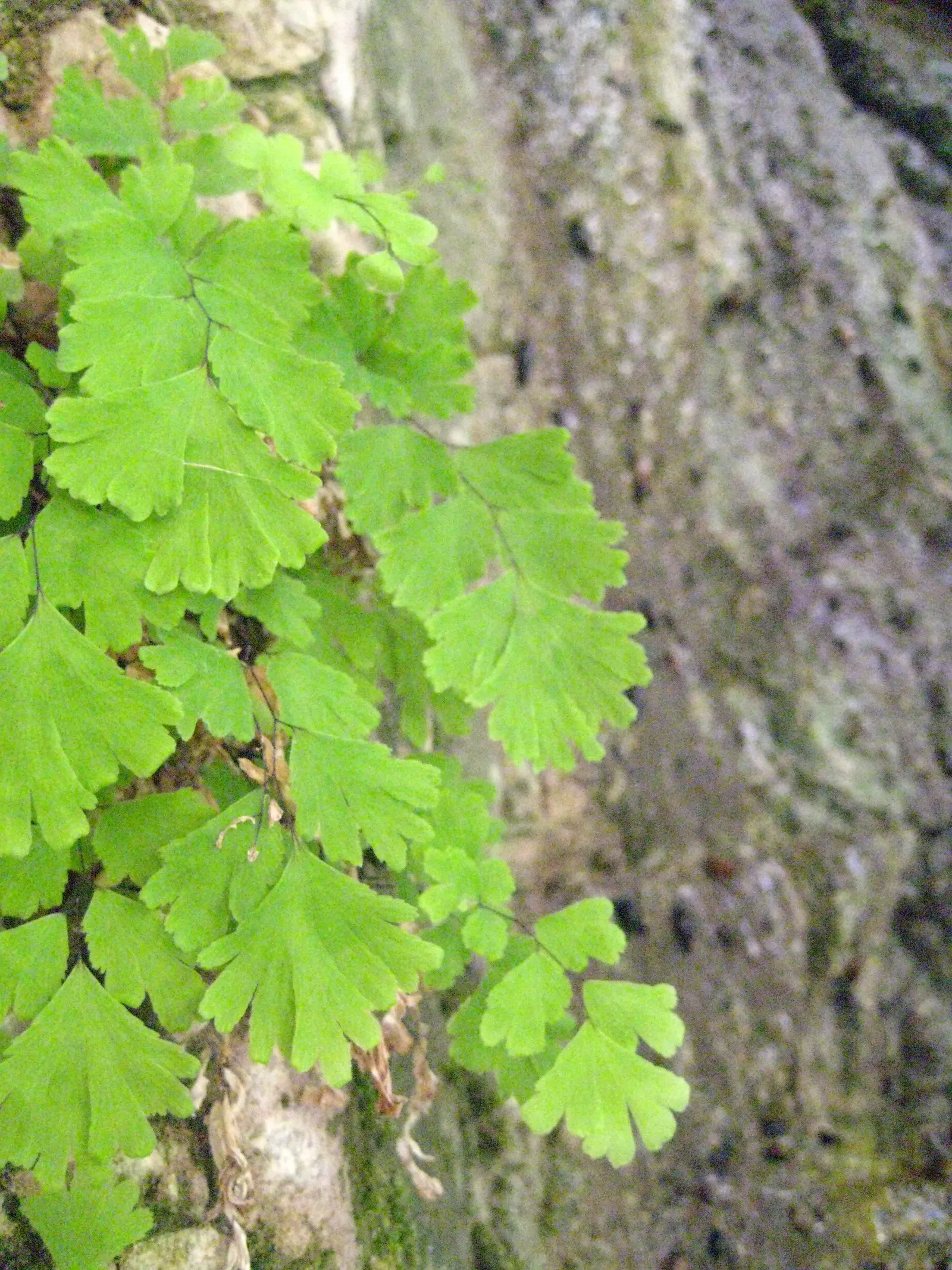 Five-Finger Fern (Adiantum Aleuticum) — being evergreen in zones 8 and higher, image 39