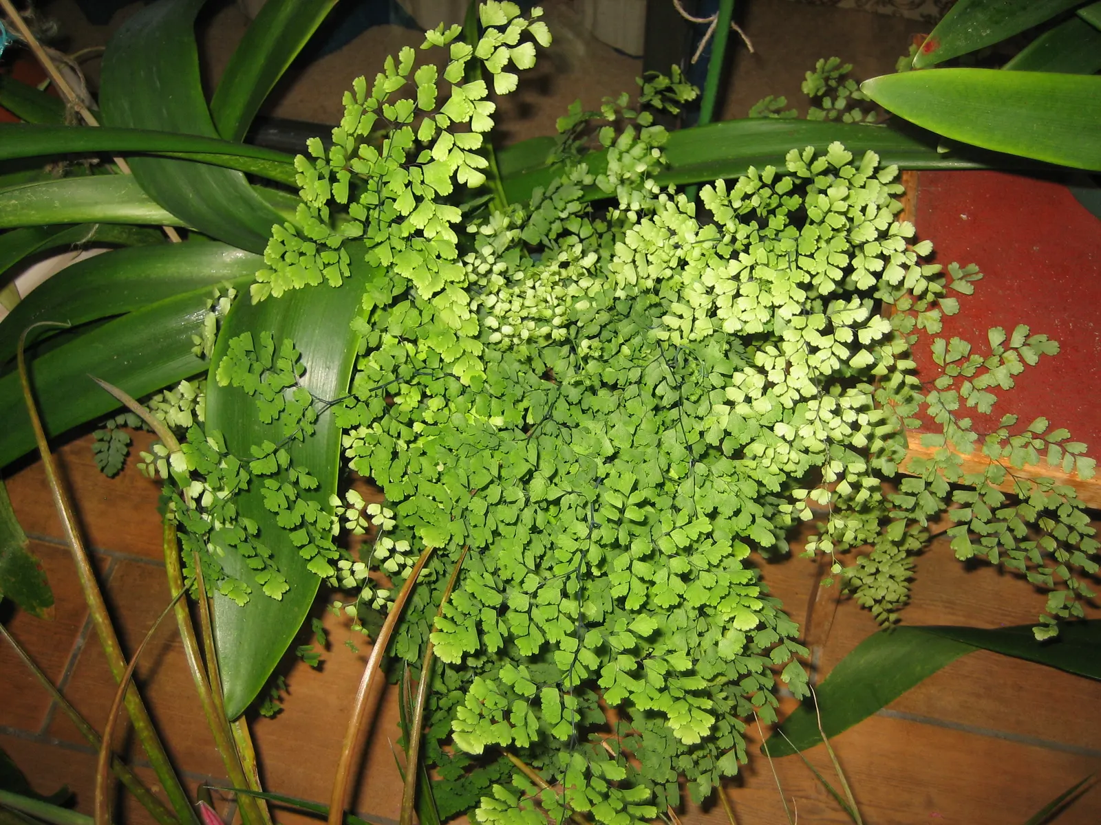 Five-Finger Fern (Adiantum Aleuticum) — deriving its common name from the finger-like fronds that extend elegantly from the central stem; being, image 51