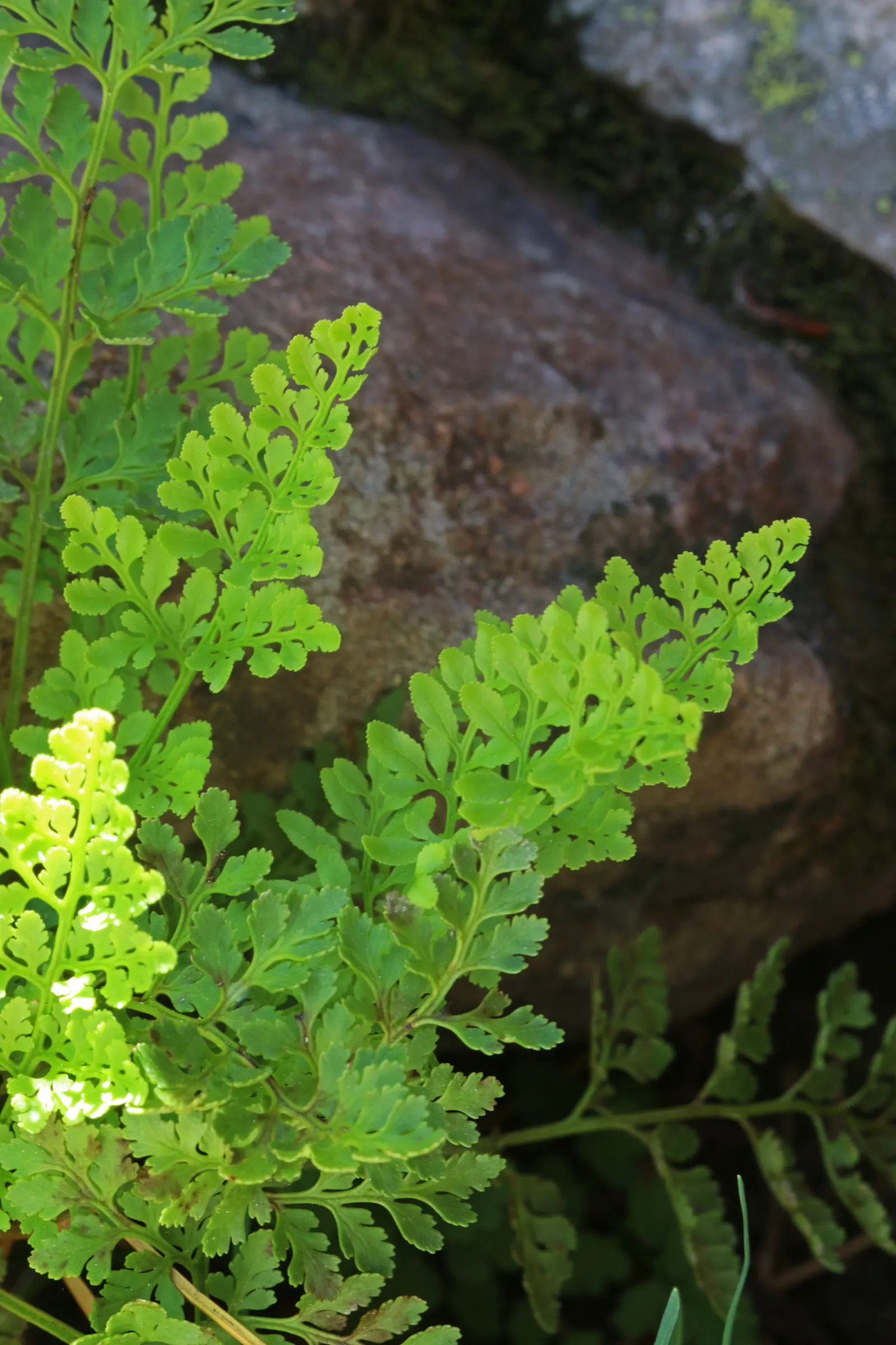 Five-Finger Fern (Adiantum Aleuticum) — is a delicate and charming addition to any shade garden or woodland setting; thriving in USDA zones 3-8, this fern