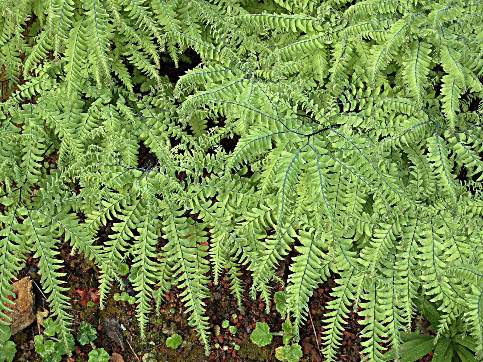 Five-Finger Fern (Adiantum Aleuticum) — Furthermore, it's a resilient choice as it is relatively resistant to pests and diseases; thriving in USDA zones 3-8