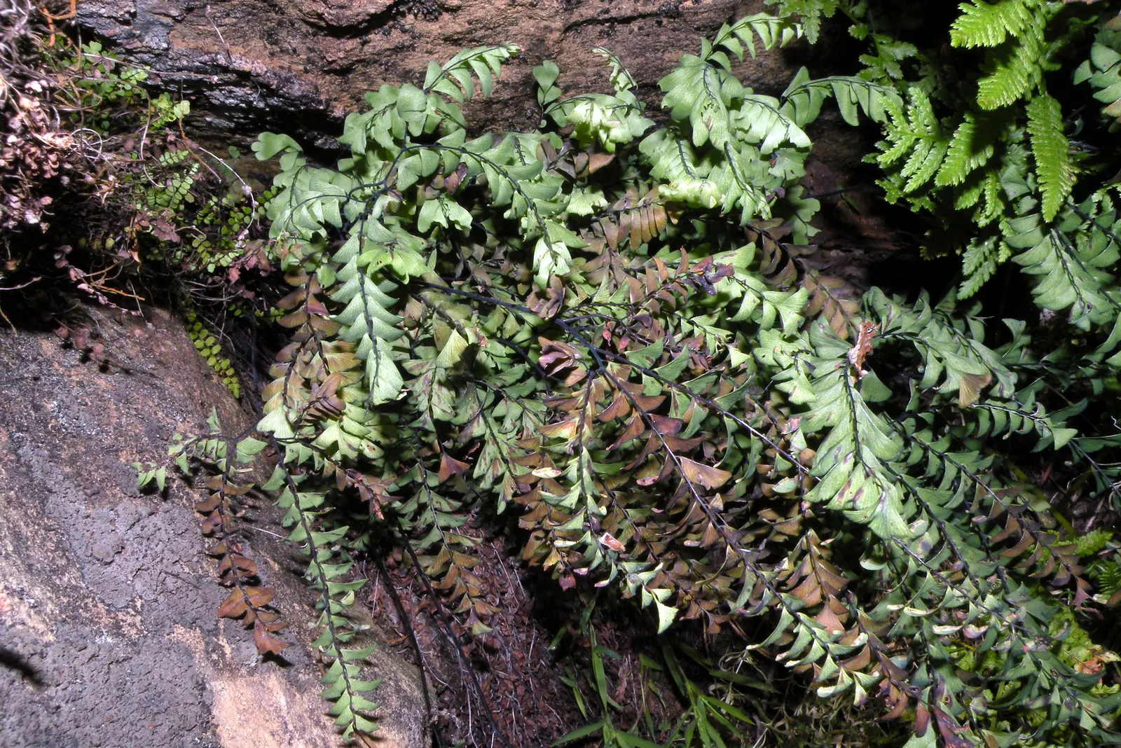 Five-Finger Fern (Adiantum Aleuticum) — This fern is native to the cooler regions of North America