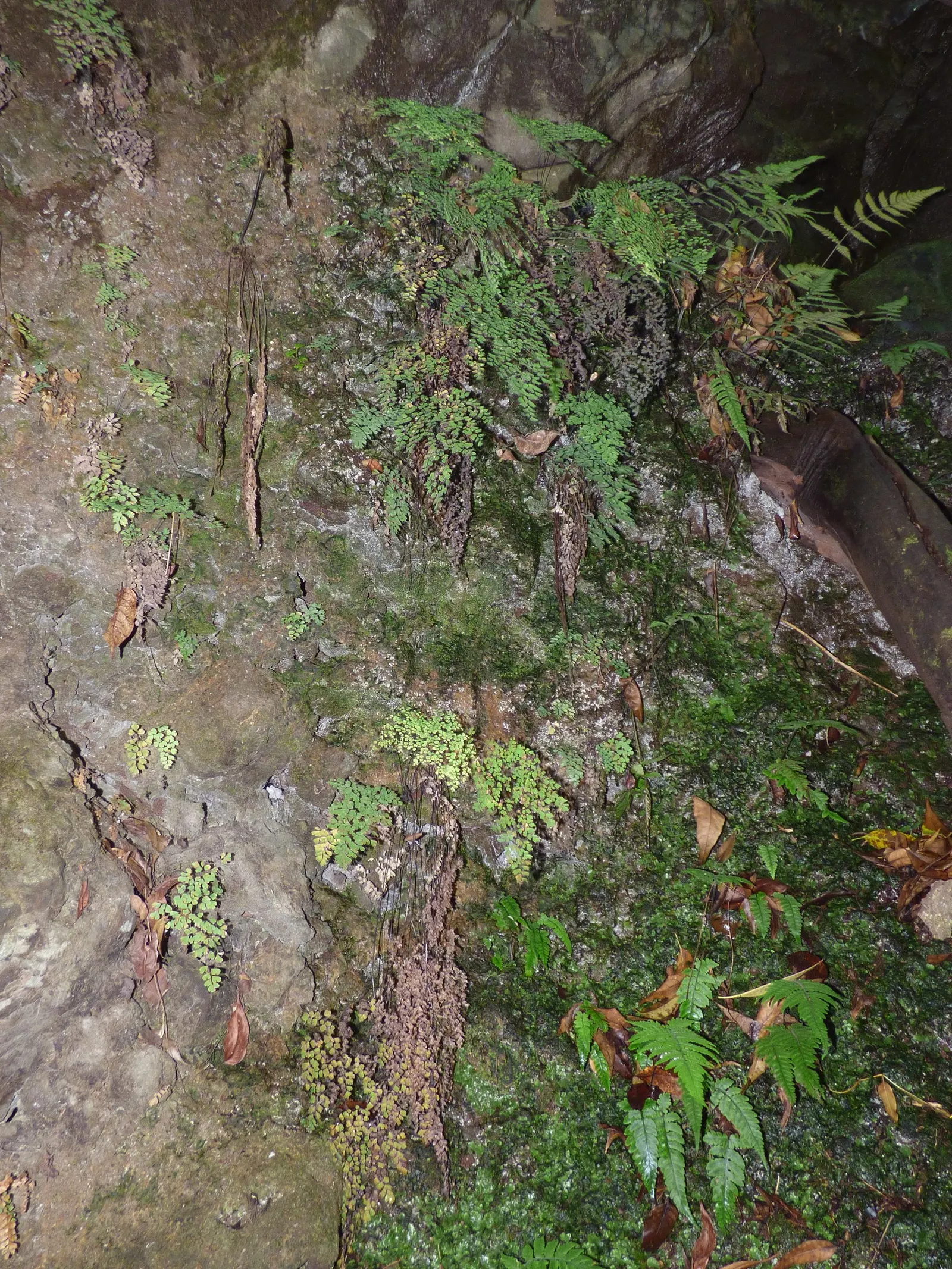 Five-Finger Fern (Adiantum Aleuticum) — Furthermore, it's a resilient choice as it is relatively resistant to pests and diseases; thriving in USDA, image 61