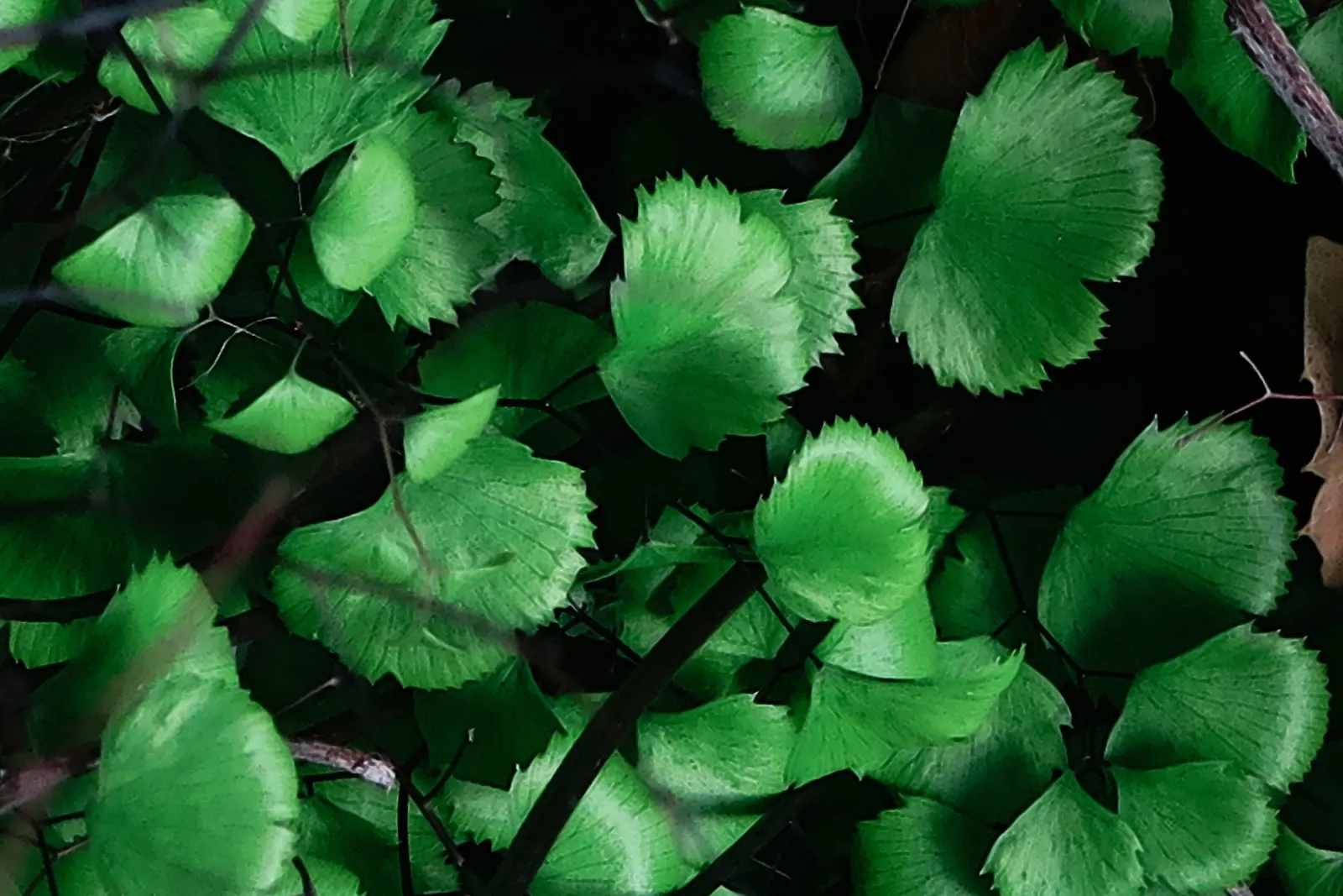 Five-Finger Fern (Adiantum Aleuticum) — Ideal for woodland gardens, it adds texture and a verdant understory beneath larger plants; which emerge as, image 47