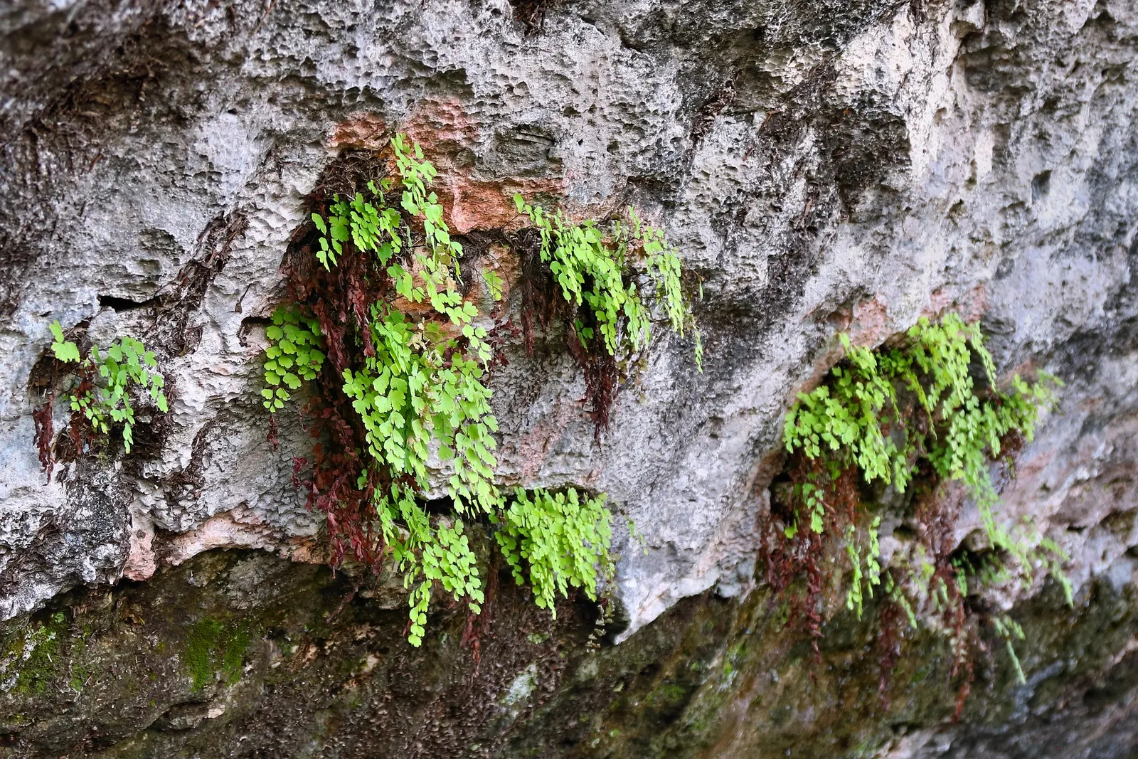 Five-Finger Fern (Adiantum Aleuticum) — which emerge as a pale green and mature into a rich, image 53