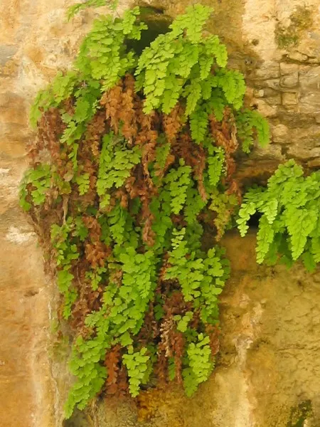 Five-Finger Fern (Adiantum Aleuticum) — is a delicate and charming addition to any shade garden or woodland setting; thriving in USDA zones 3-8, image 70