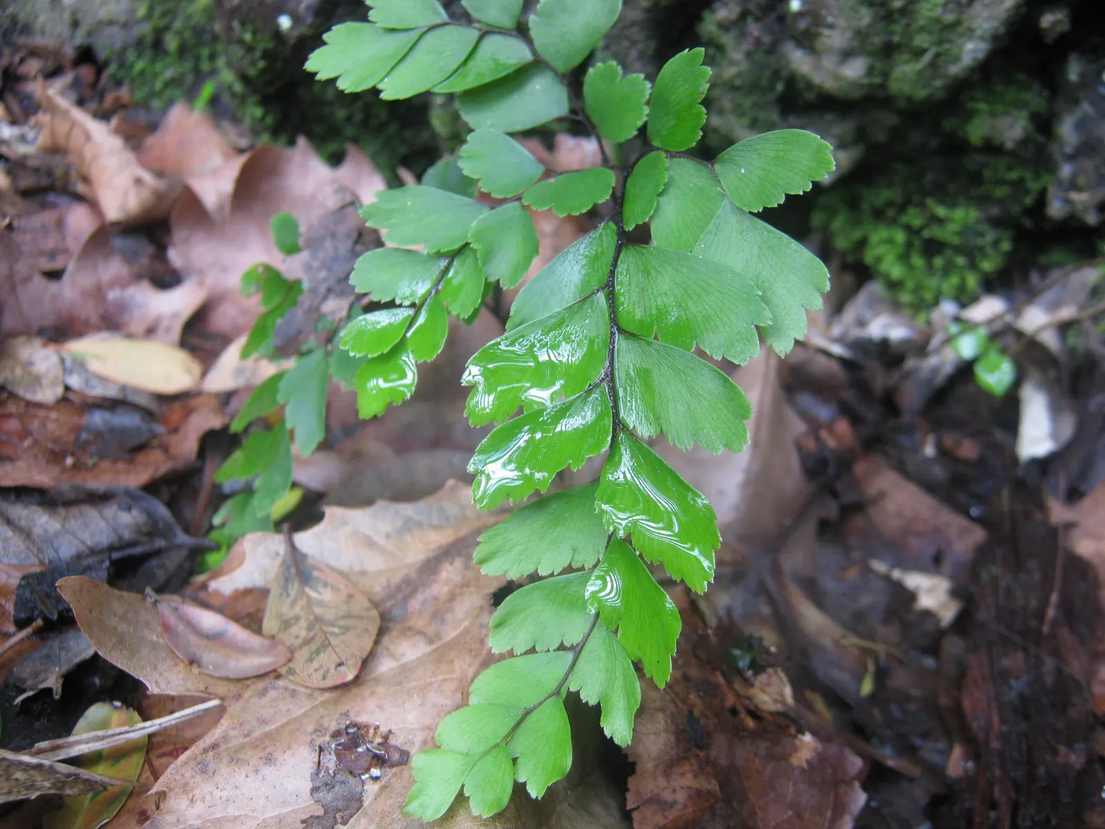 Five-Finger Fern (Adiantum Aleuticum) — being evergreen in zones 8 and higher, image 81