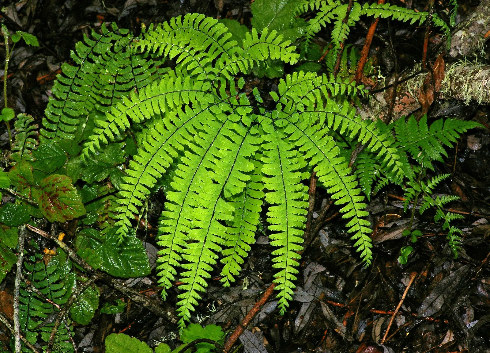 Five-Finger Fern (Adiantum Aleuticum) — which emerge as a pale green and mature into a rich, image 74