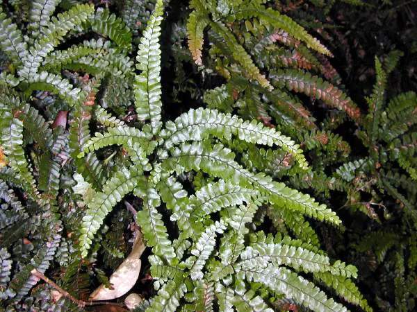 Five-Finger Fern (Adiantum Aleuticum) — are supported by striking black stems that provide a sharp contrast to the feathery; being evergreen in, image 75