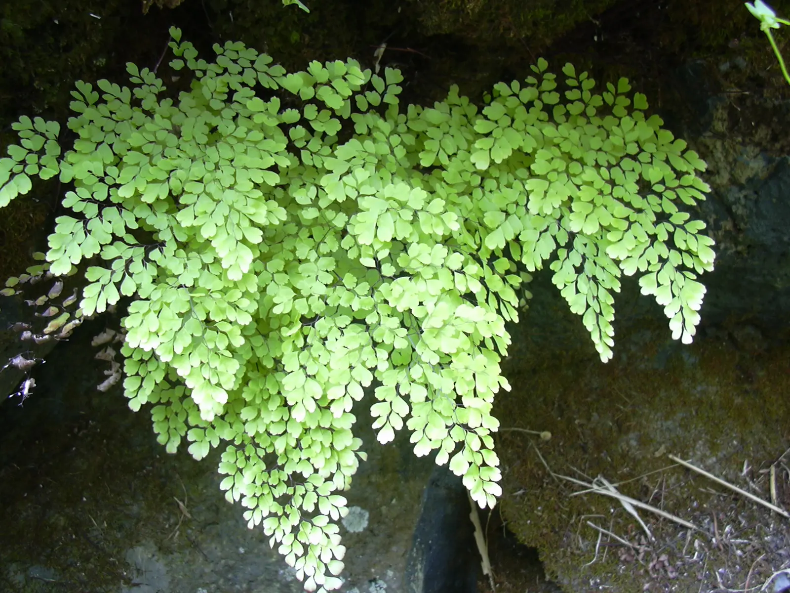 Five-Finger Fern (Adiantum Aleuticum) — is a delicate and charming addition to any shade garden or woodland setting; thriving in USDA zones 3-8, image 91