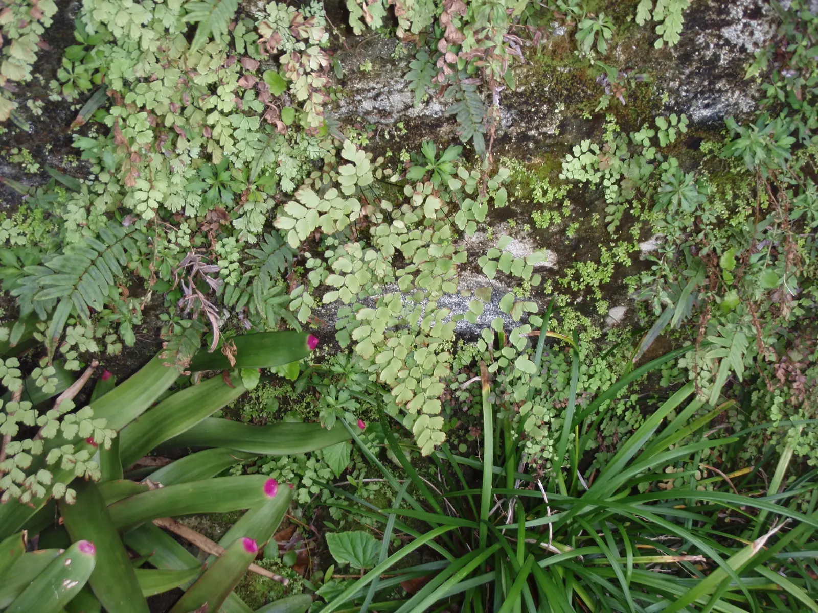 Five-Finger Fern (Adiantum Aleuticum) — often bi-pinnate leaves.<br><br>Adiantum aleuticum thrives in USDA zones 3 through 8