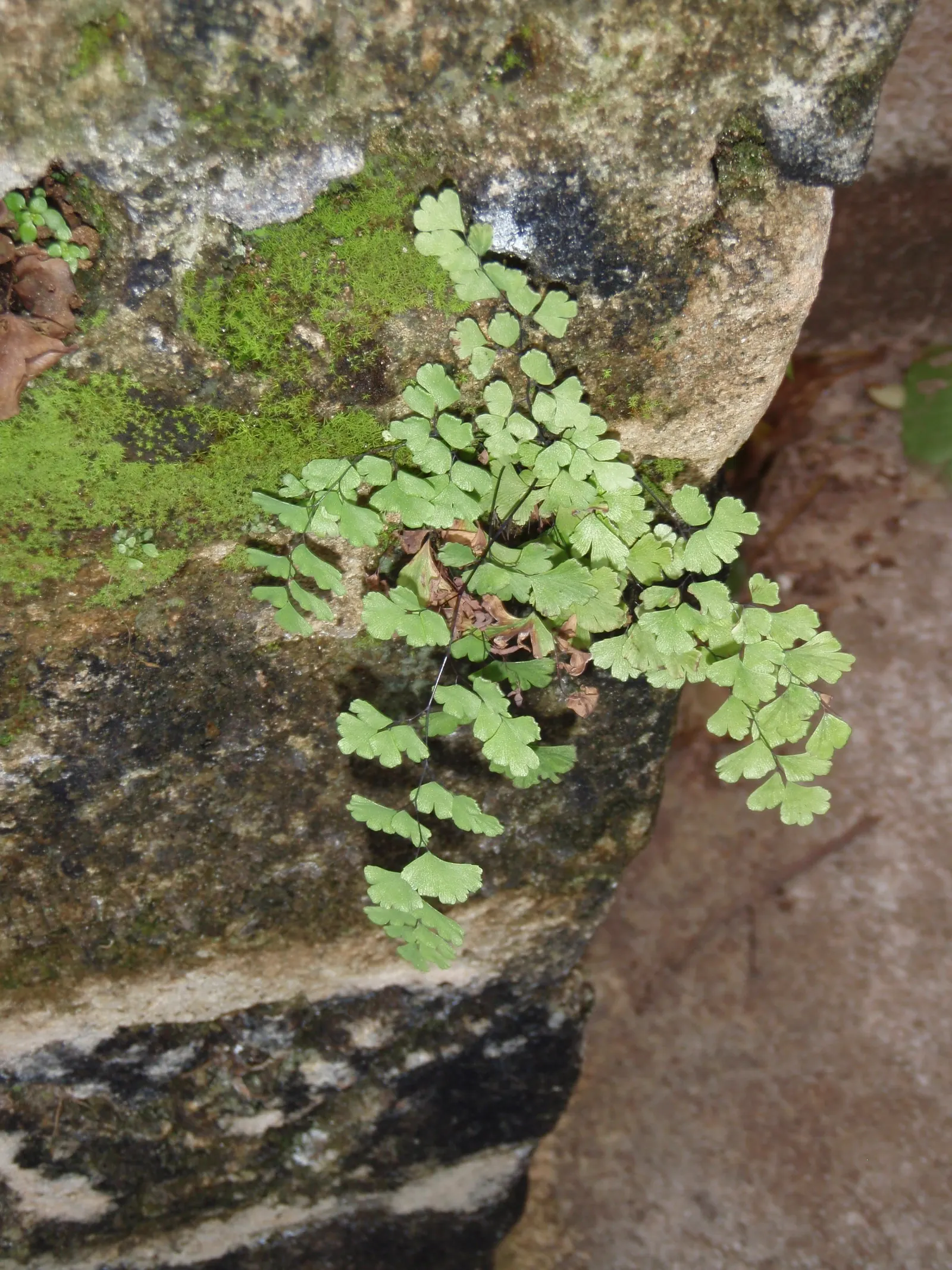 Five-Finger Fern (Adiantum Aleuticum) — being evergreen in zones 8 and higher