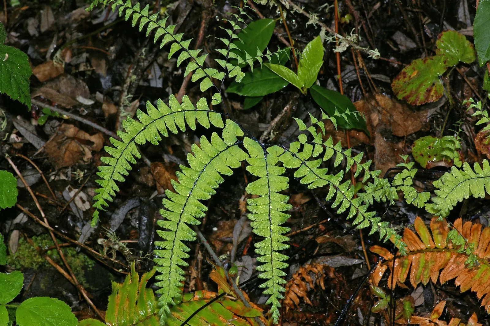 Five-Finger Fern (Adiantum Aleuticum) — When educating clients about their new garden addition; which emerge as a pale green and mature into a rich, image 83