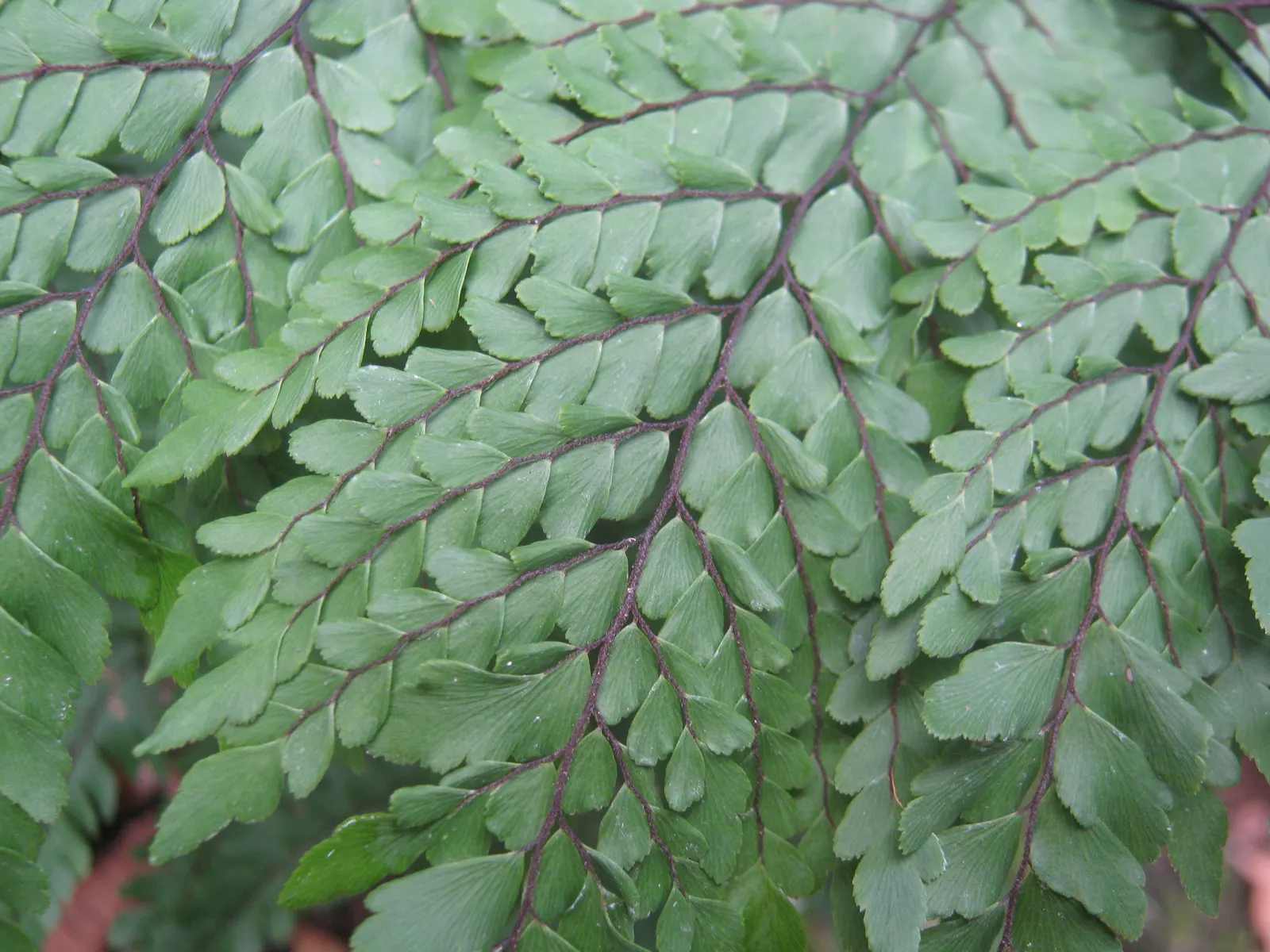 Five-Finger Fern (Adiantum Aleuticum) — Ideal for woodland gardens, it adds texture and a verdant understory beneath larger plants; which emerge as, image 89