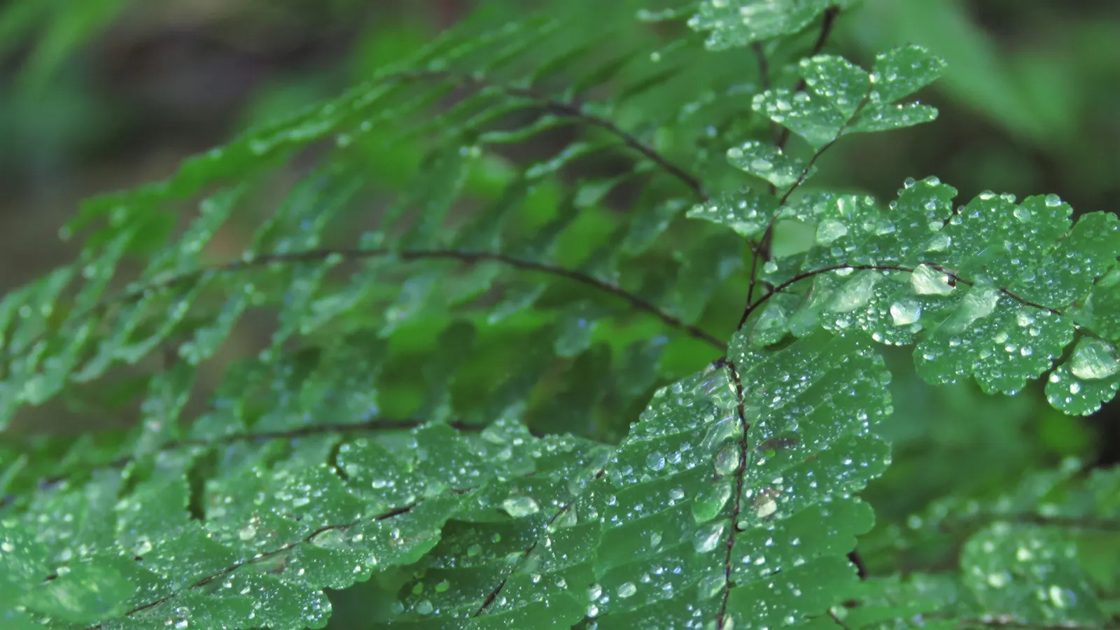 Five-Finger Fern (Adiantum Aleuticum) — is a delicate and charming addition to any shade garden or woodland setting; thriving in USDA zones 3-8, image 49