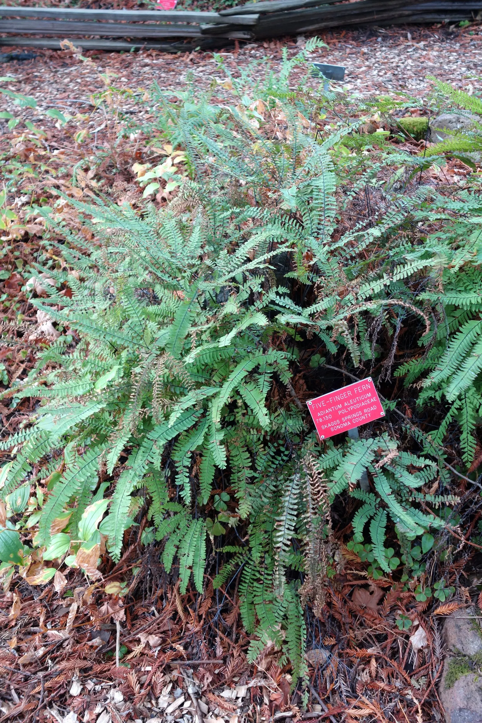 Five-Finger Fern (Adiantum Aleuticum) — preferring sheltered spots that offer moderate to full shade - this fern does not tolerate full sun well; which emerge