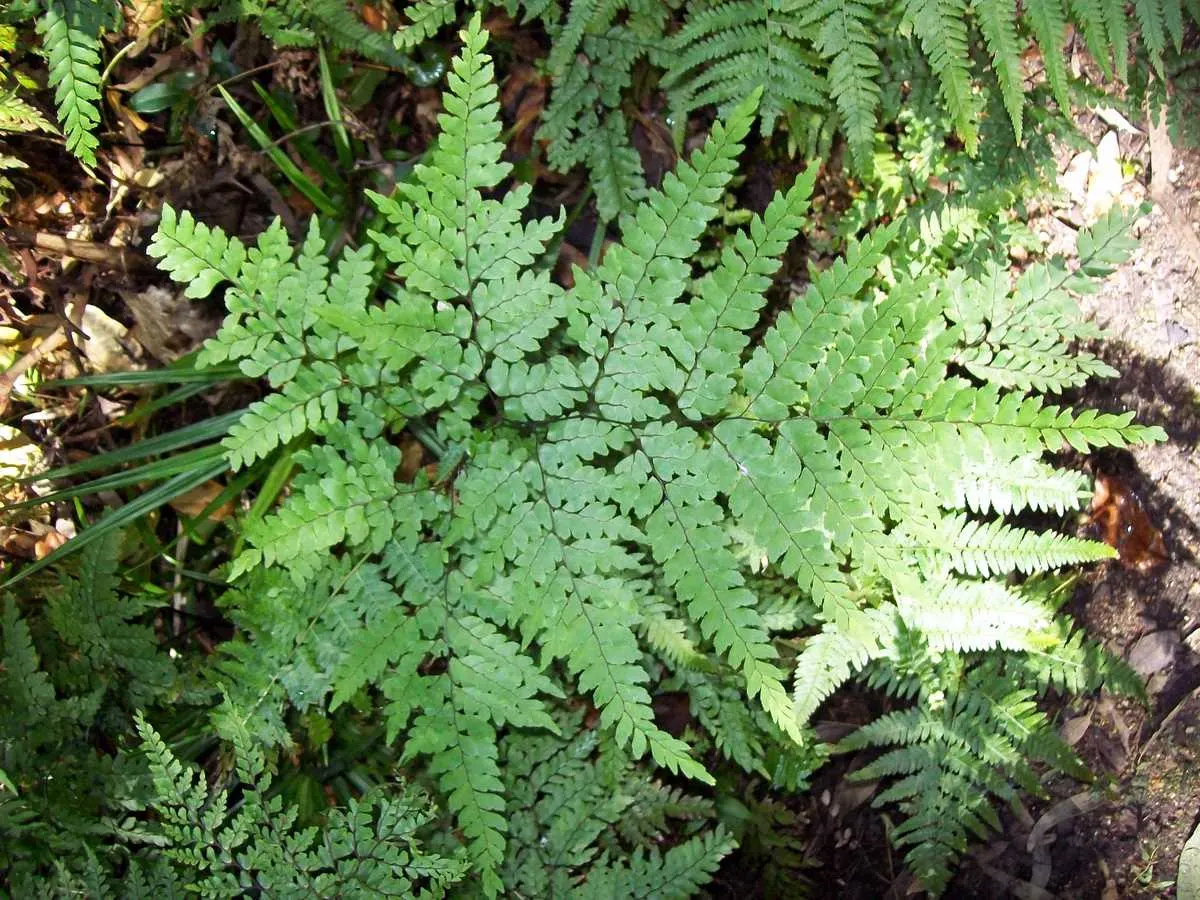 Five-Finger Fern (Adiantum Aleuticum) — stands up to 18 inches tall and spreads up to 24 inches; which emerge as a pale green and mature into a rich, image 86
