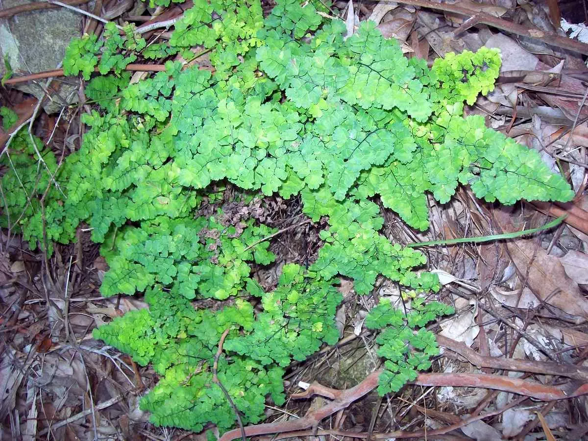 Five-Finger Fern (Adiantum Aleuticum) — often bi-pinnate leaves.<br><br>Adiantum aleuticum thrives in USDA zones 3 through 8; thriving in USDA, image 55