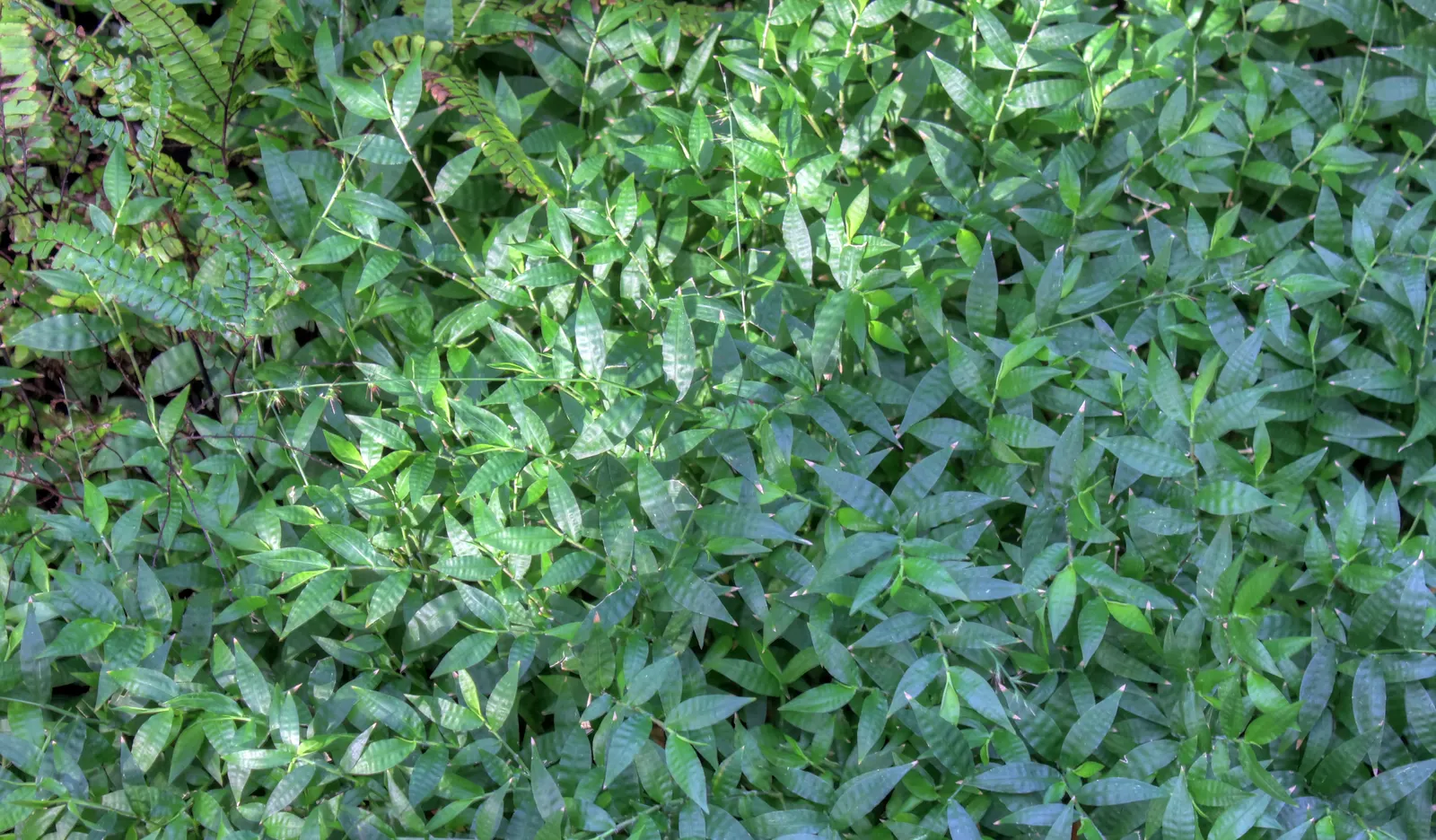 Five-Finger Fern (Adiantum Aleuticum) — often bi-pinnate leaves.<br><br>Adiantum aleuticum thrives in USDA zones 3 through 8; thriving in USDA zones 3-8, this