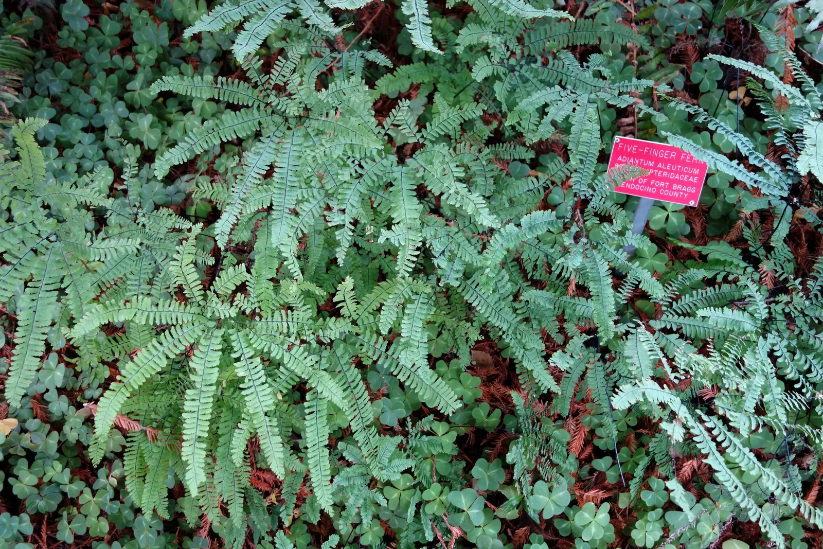 Five-Finger Fern (Adiantum Aleuticum) — It features finger-like fronds with a wiry, black stem, giving an airy, elegant appearance; being evergreen in zones 8