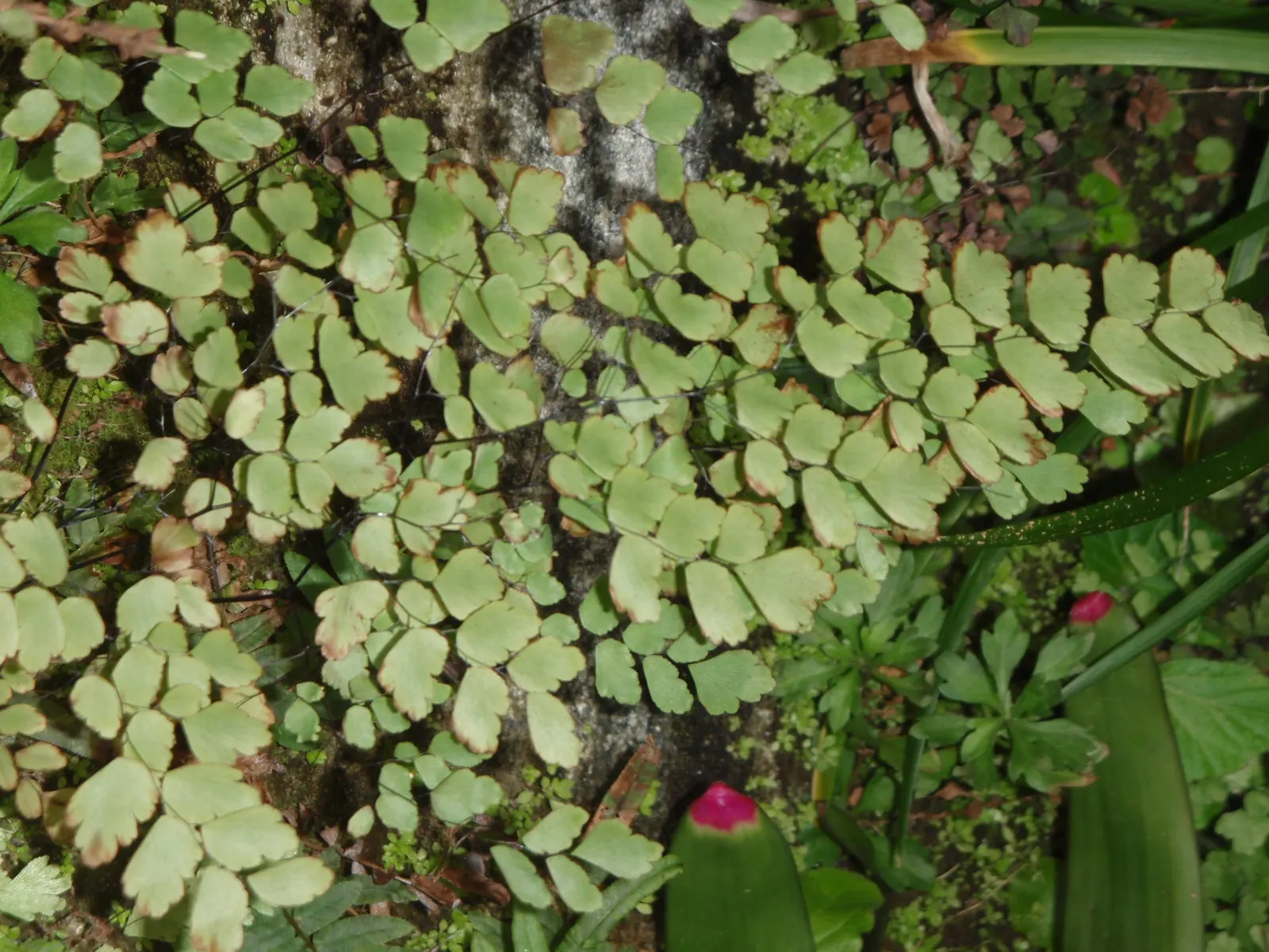 Five-Finger Fern (Adiantum Aleuticum) — Ideal for woodland gardens, it adds texture and a verdant understory beneath larger plants