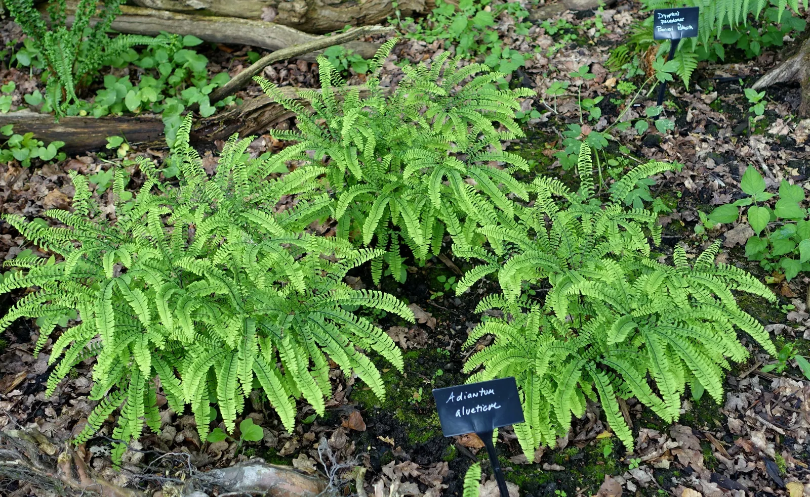 Five-Finger Fern (Adiantum Aleuticum) — deriving its common name from the finger-like fronds that extend elegantly from the central stem; being evergreen in
