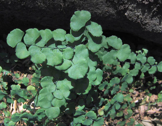 Five-Finger Fern (Adiantum Aleuticum) — deriving its common name from the finger-like fronds that extend elegantly from the central stem