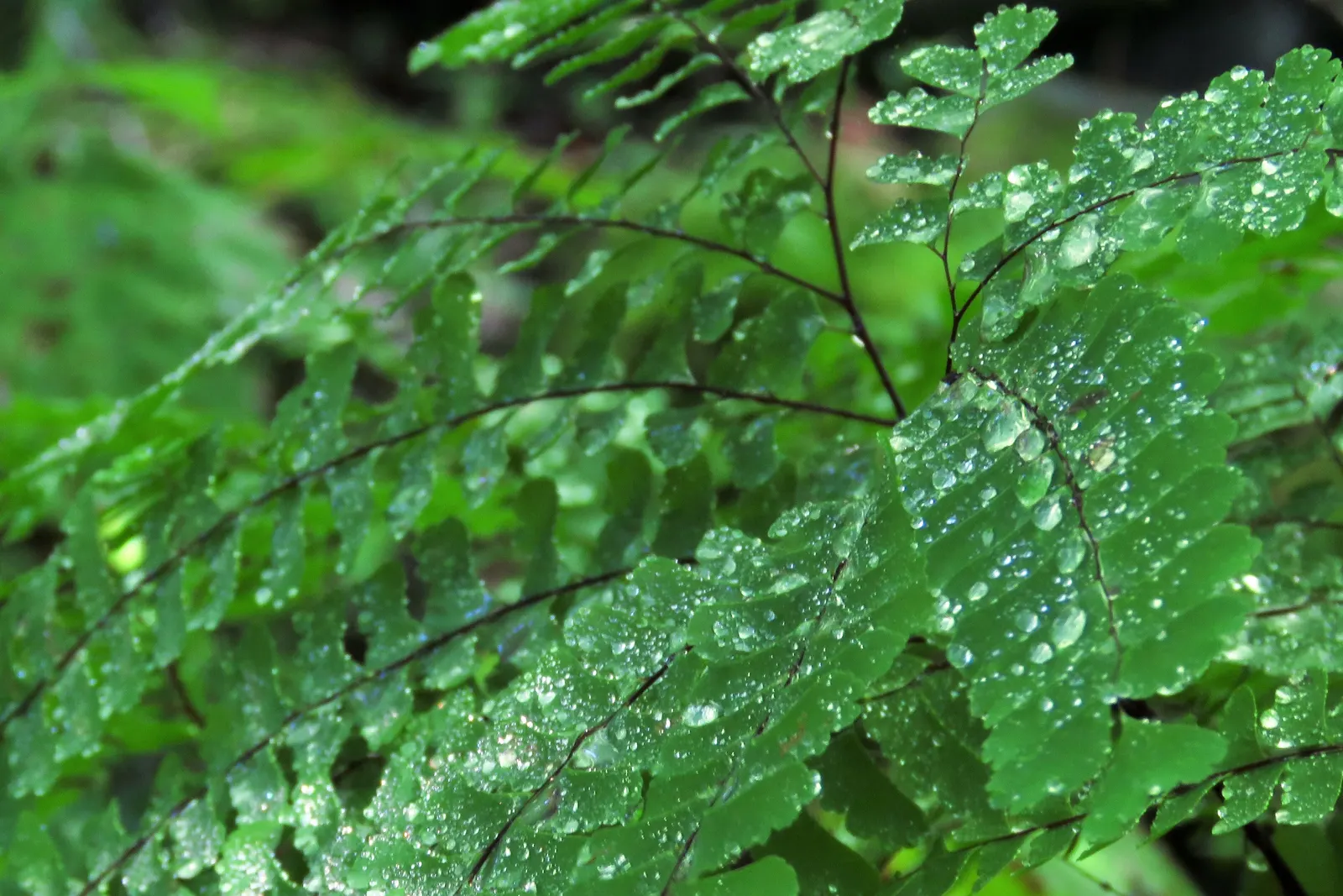 Five-Finger Fern (Adiantum Aleuticum) — stands up to 18 inches tall and spreads up to 24 inches; which emerge as a pale green and mature into a rich, image 44