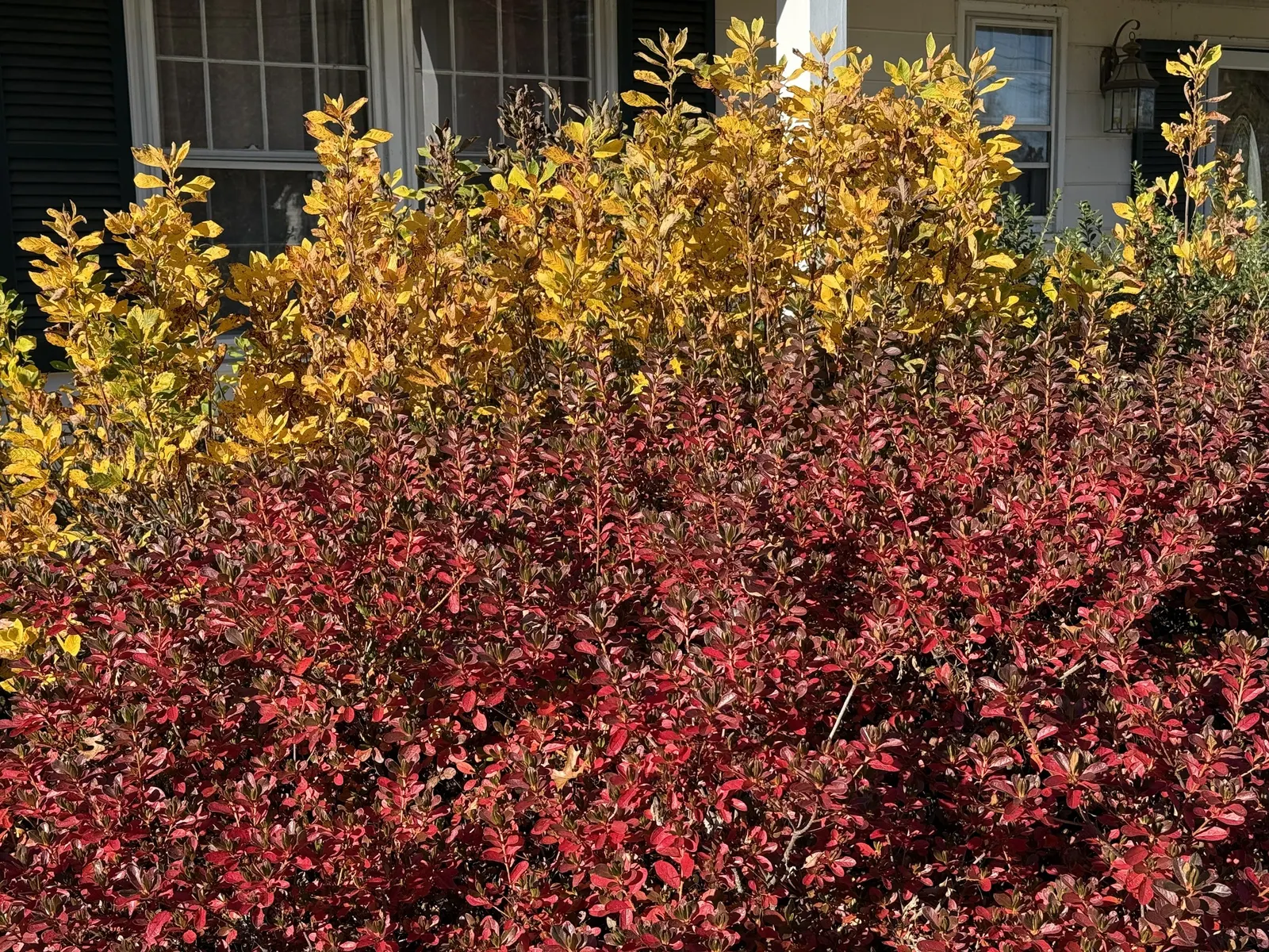 Hummingbird Summersweet (Clethra Alnifolia 'Ruby Spice') — As a cultivar of the Clethra alnifolia species