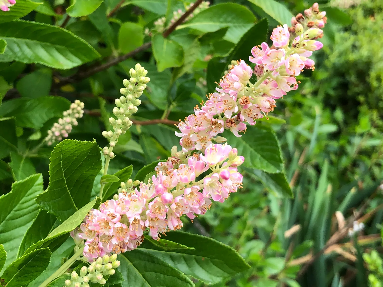 Hummingbird Summersweet (Clethra Alnifolia 'Ruby Spice') — this deciduous shrub boasts a compact form