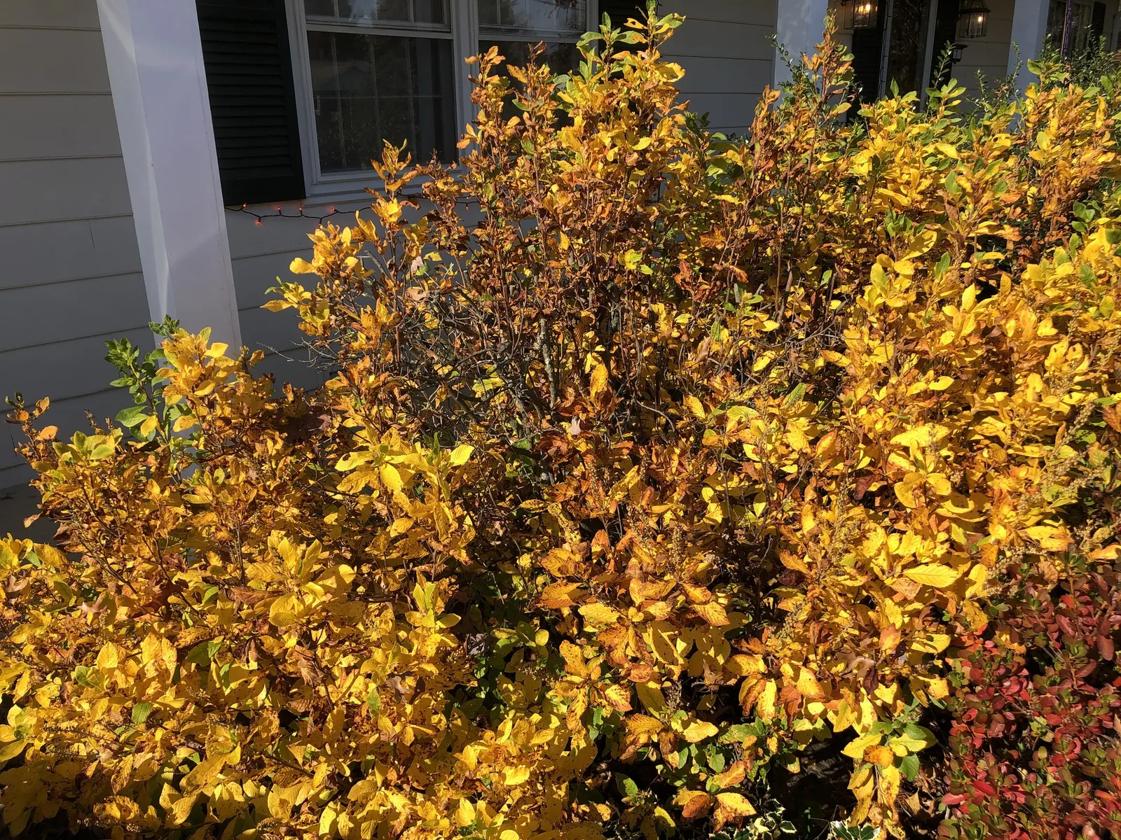 Hummingbird Summersweet (Clethra Alnifolia 'Ruby Spice') — typically maturing to a height of 4-6 feet with a similar spread.<br><br>For the landscape designer