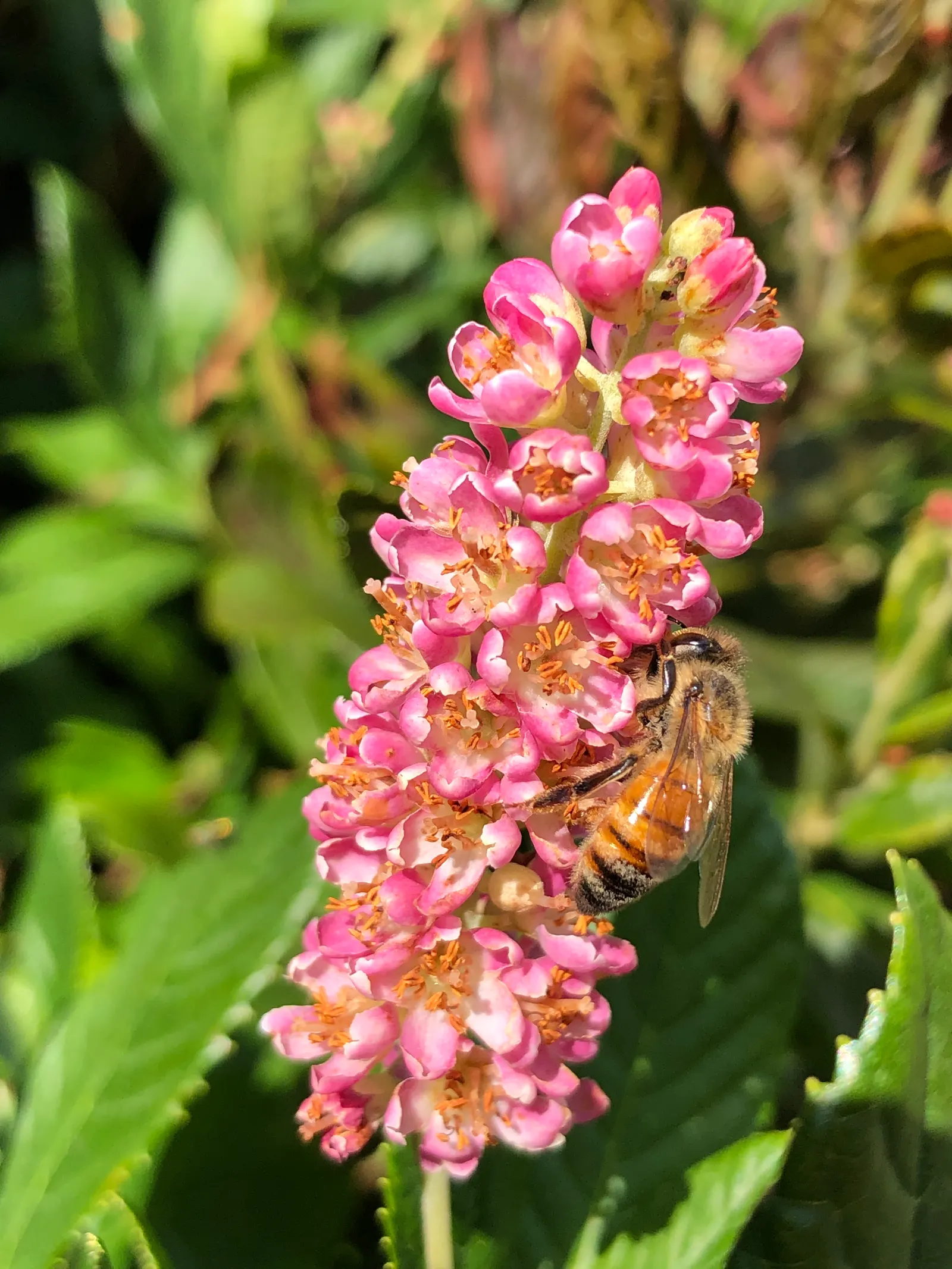 Hummingbird Summersweet (Clethra Alnifolia 'Ruby Spice') — The Hummingbird Summersweet 'Ruby Spice' (Clethra alnifolia 'Ruby Spice') is a deciduous shrub; it
