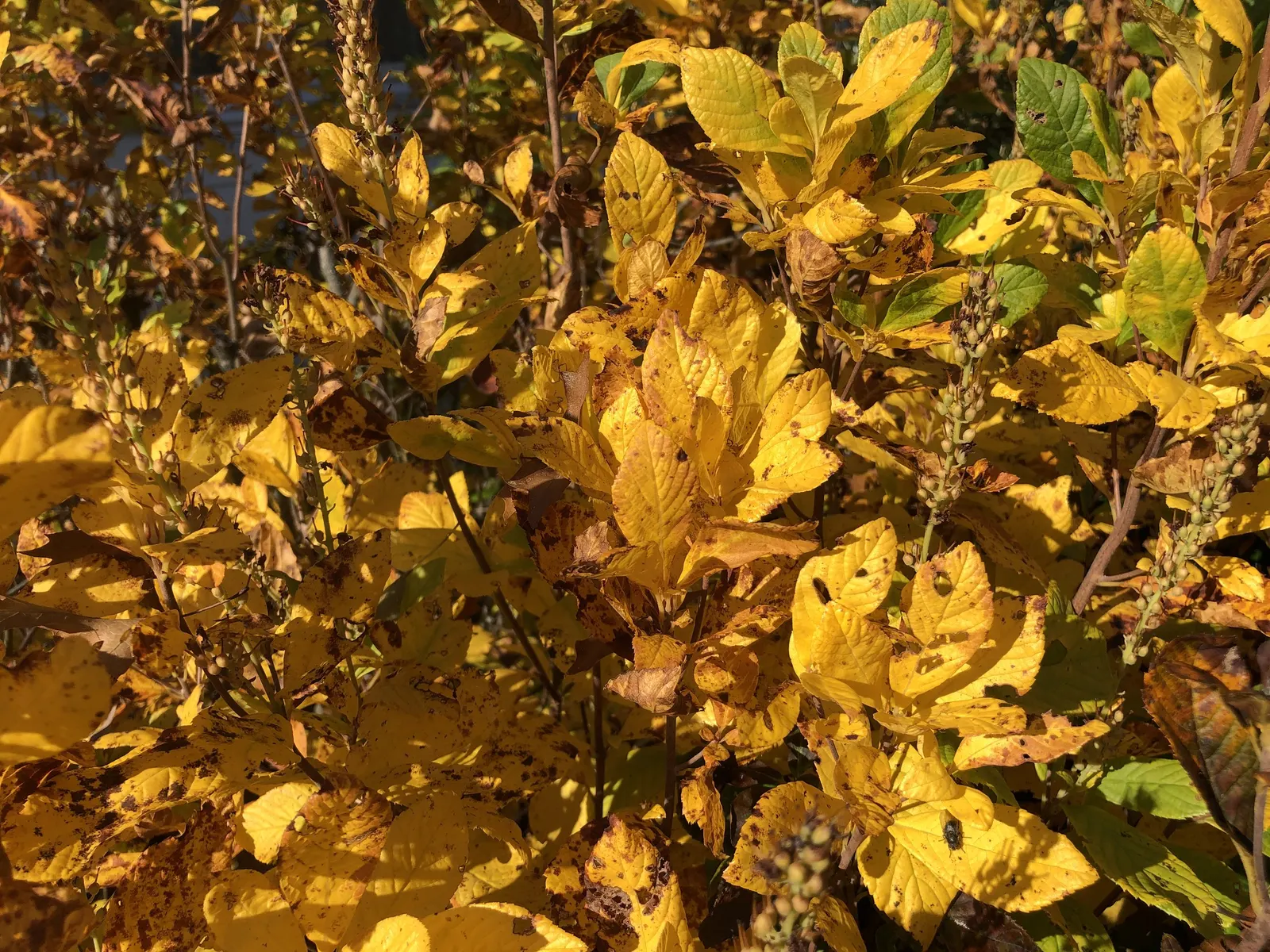 Hummingbird Summersweet (Clethra Alnifolia 'Ruby Spice') — Hardy in Zones 4-9, it's ideal for woodland gardens or mixed borders, image 32