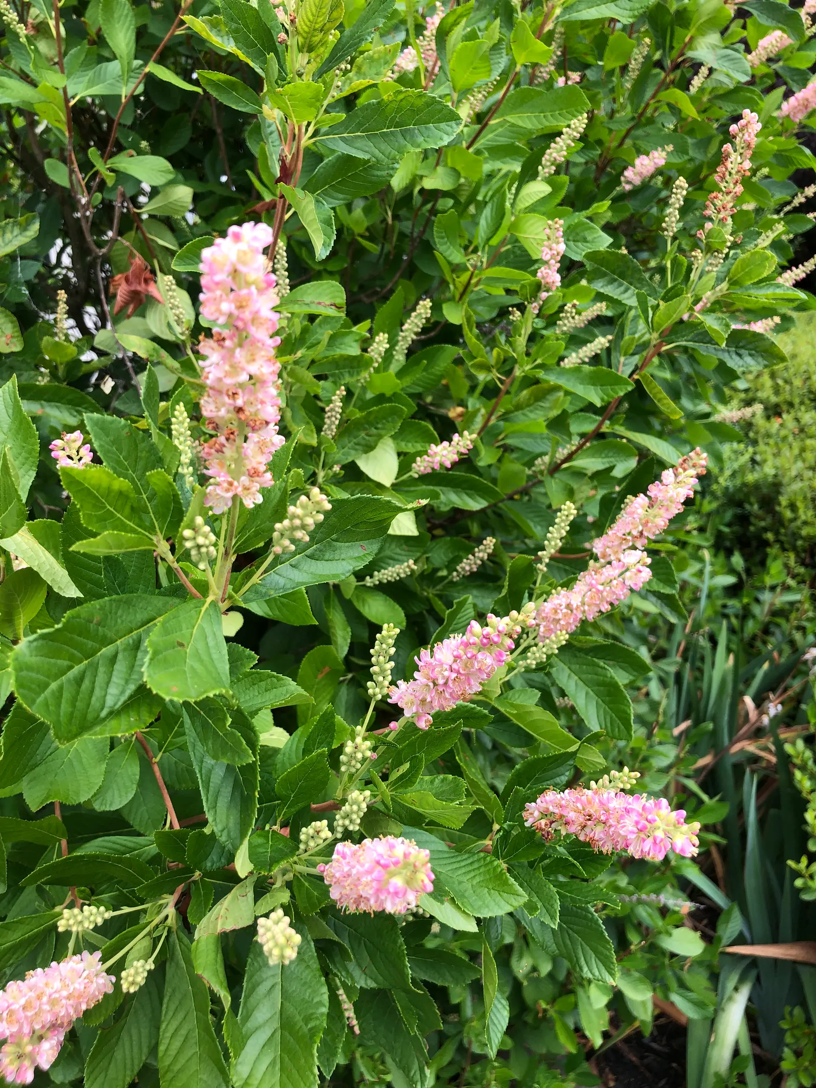 Hummingbird Summersweet (Clethra Alnifolia 'Ruby Spice') — showing a strong preference for partial to full shade conditions