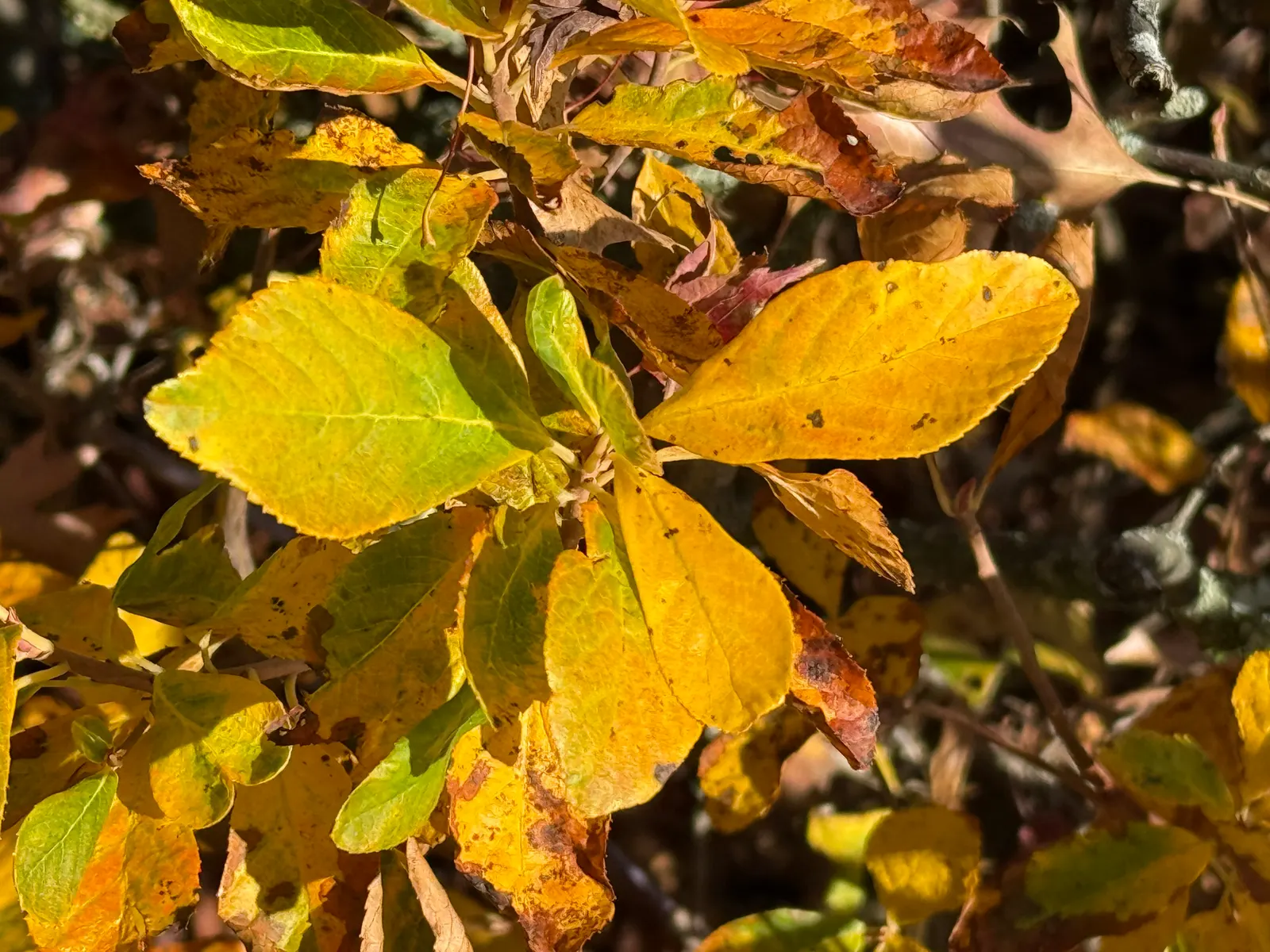 Hummingbird Summersweet (Clethra Alnifolia 'Ruby Spice') — They are ensconced within glossy