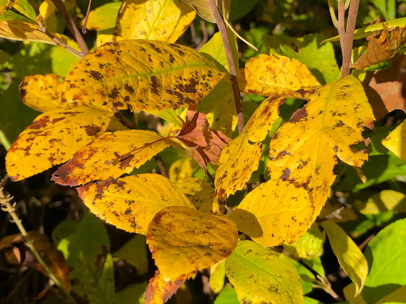 Hummingbird Summersweet (Clethra Alnifolia 'Ruby Spice') — shrub for full or half or shade