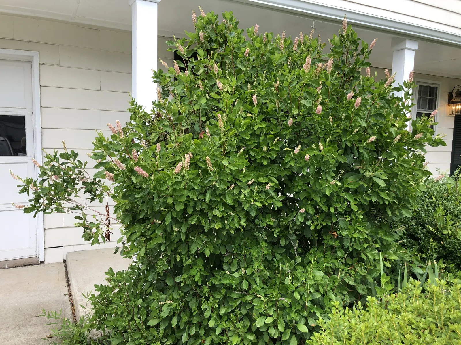 Hummingbird Summersweet (Clethra Alnifolia 'Ruby Spice') — commonly known as the Ruby Spice Summersweet or Hummingbird Summersweet