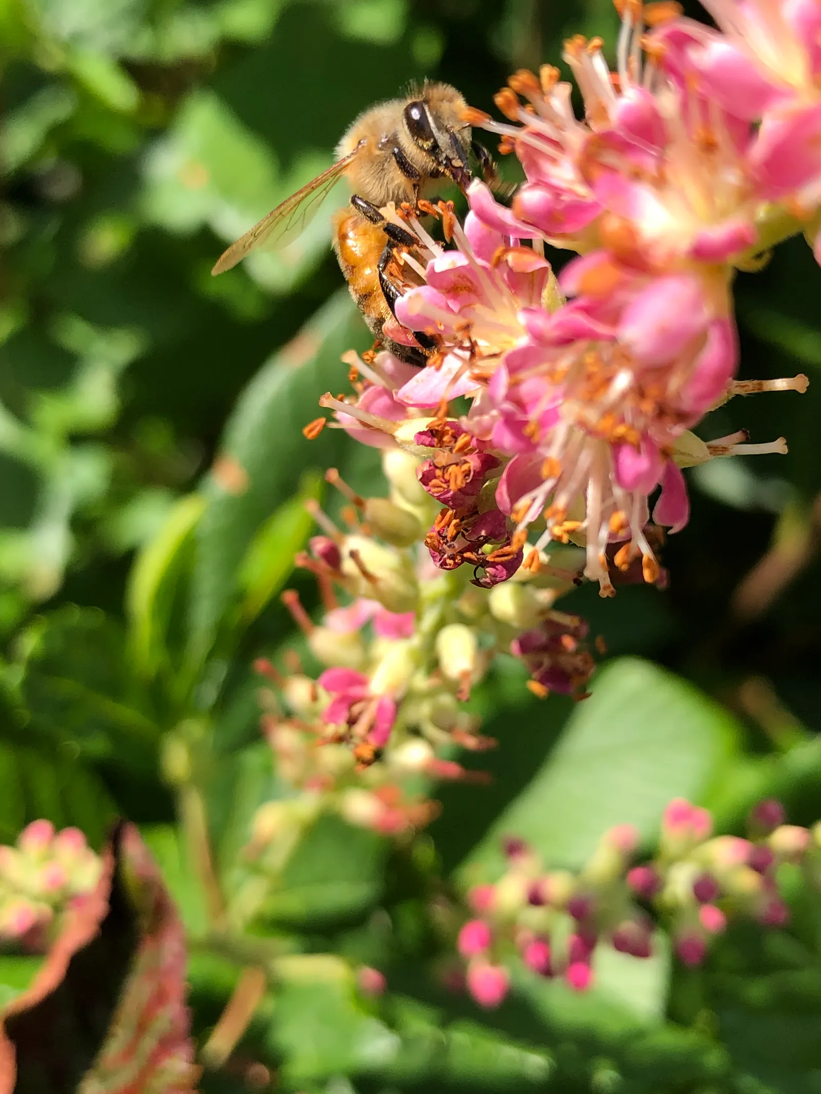 Hummingbird Summersweet (Clethra Alnifolia 'Ruby Spice') — providing extended visual interest