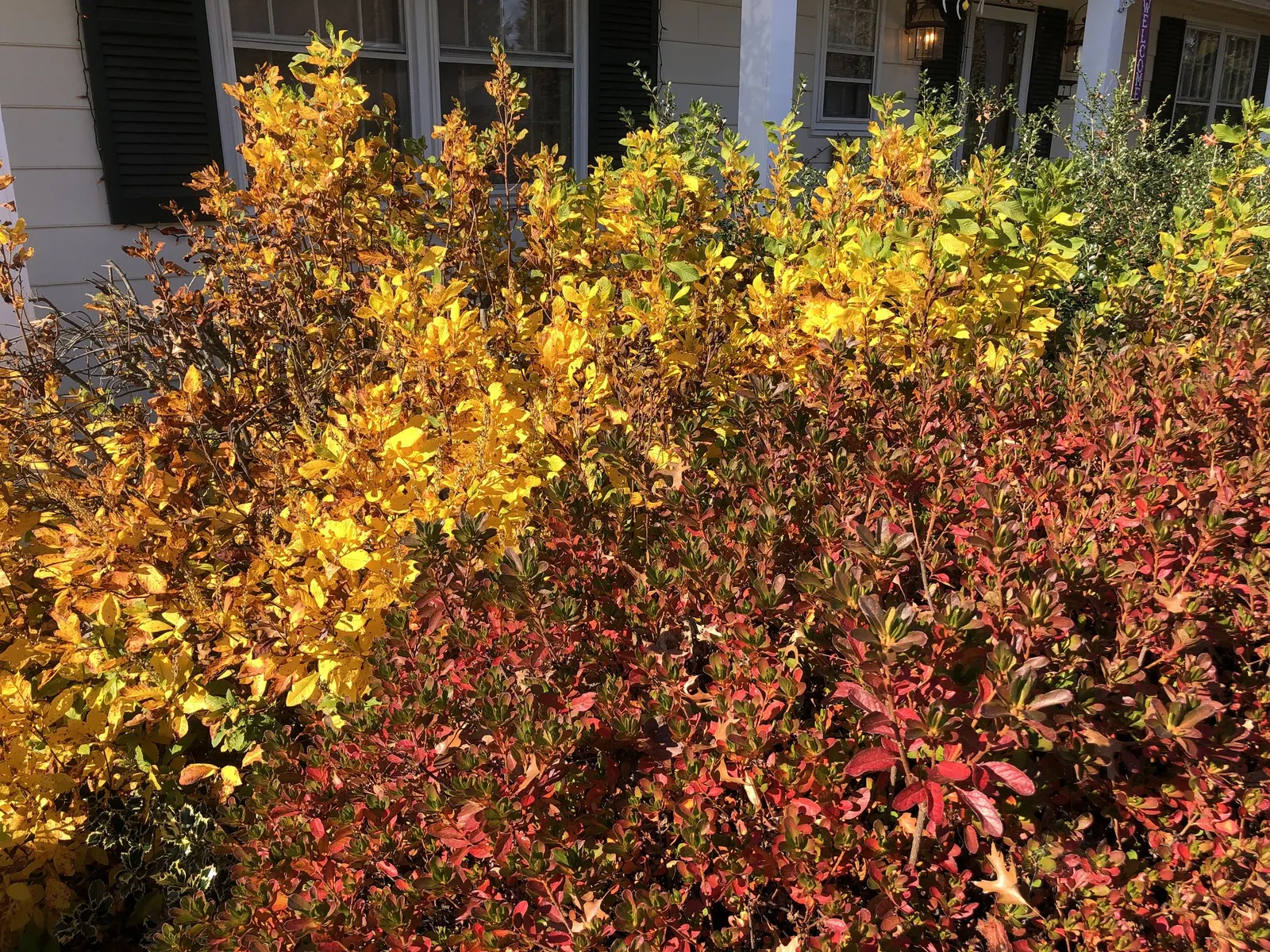 Hummingbird Summersweet (Clethra Alnifolia 'Ruby Spice') — attracting pollinators like hummingbirds and butterflies; <br><br>For client consideration