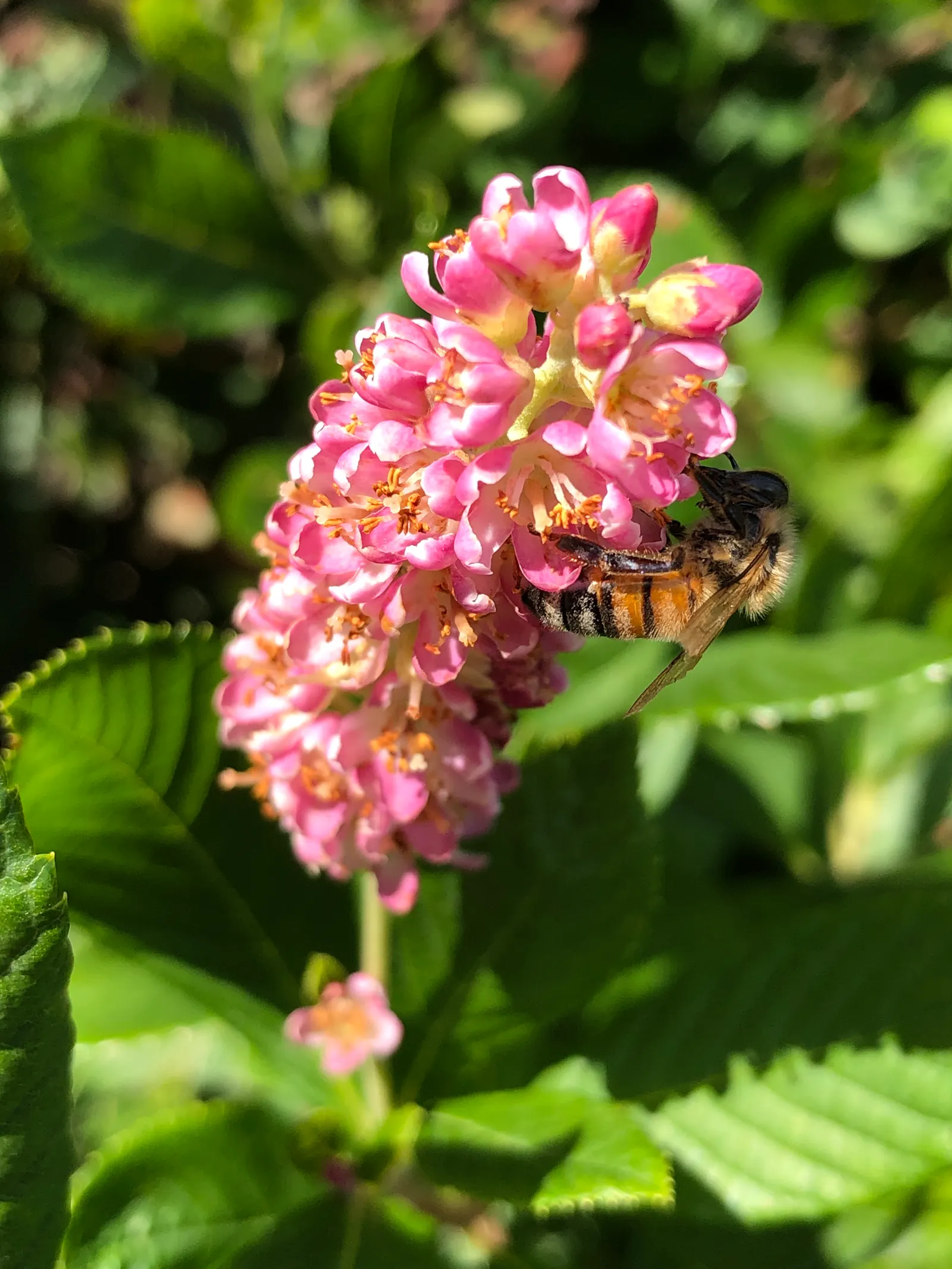 Hummingbird Summersweet (Clethra Alnifolia 'Ruby Spice') — shrub with pink blooms