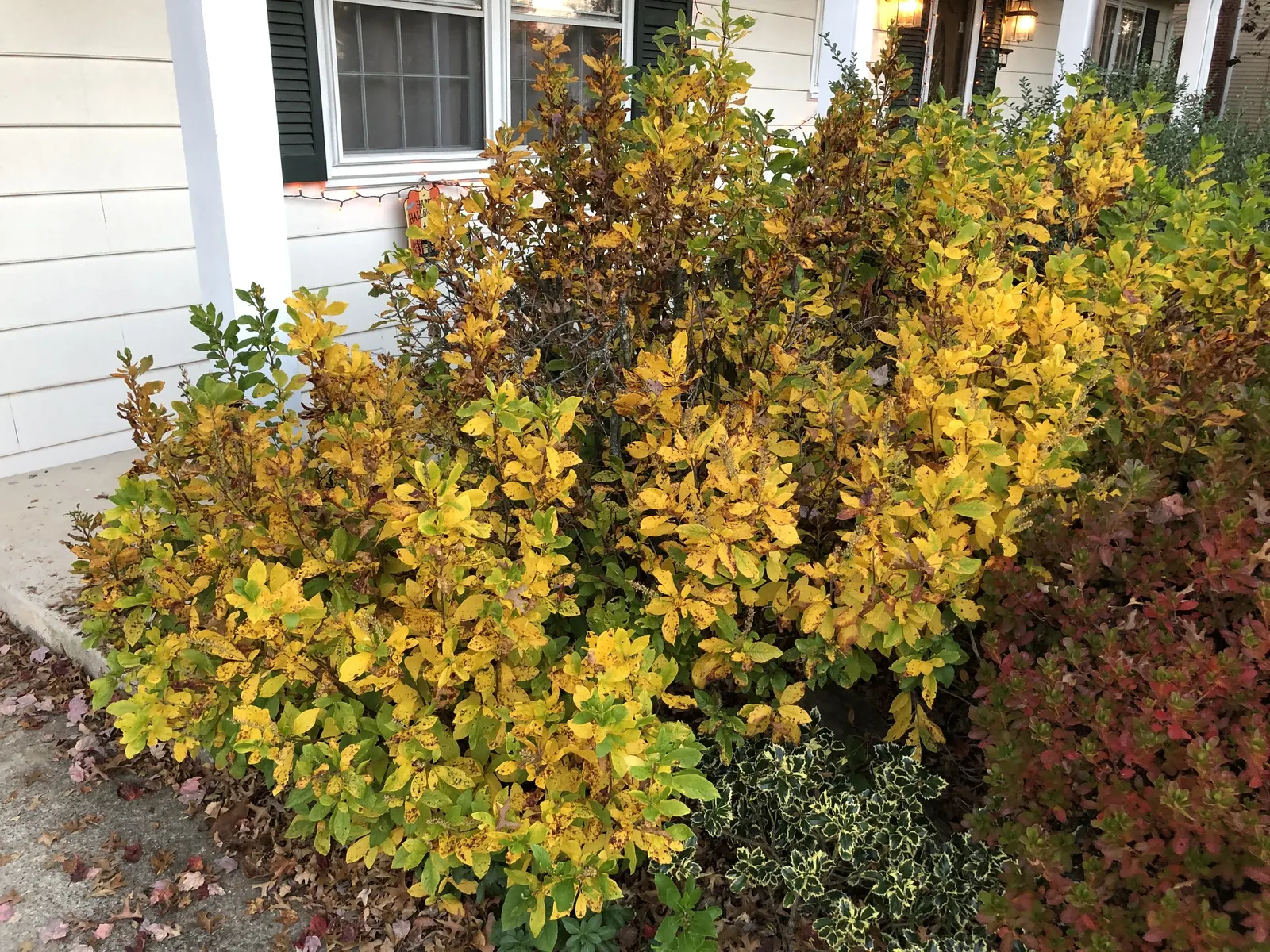 Hummingbird Summersweet (Clethra Alnifolia 'Ruby Spice') — It thrives in full sun to part shade and prefers moist, well-drained soils; pink flowers in the