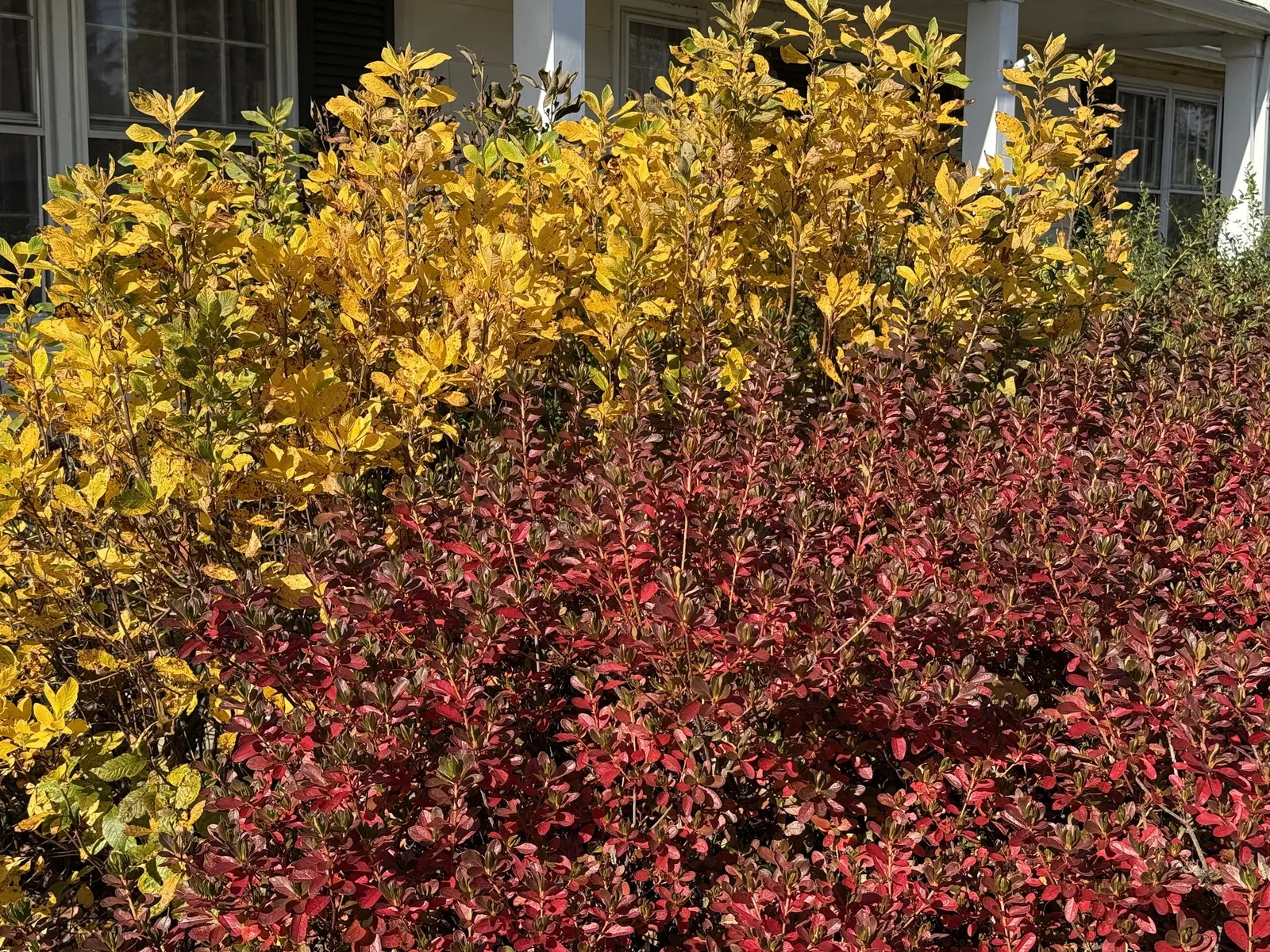 Hummingbird Summersweet (Clethra Alnifolia 'Ruby Spice') — requiring minimal pruning and being resistant to most pests and diseases