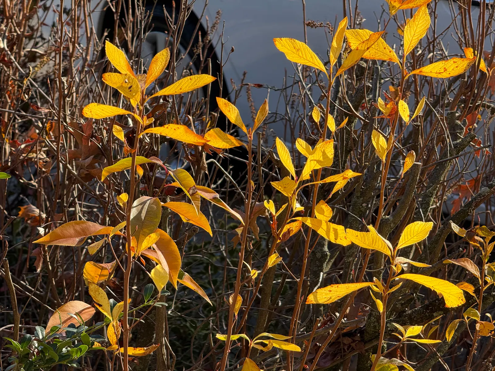 Hummingbird Summersweet (Clethra Alnifolia 'Ruby Spice') — <br><br>For client consideration