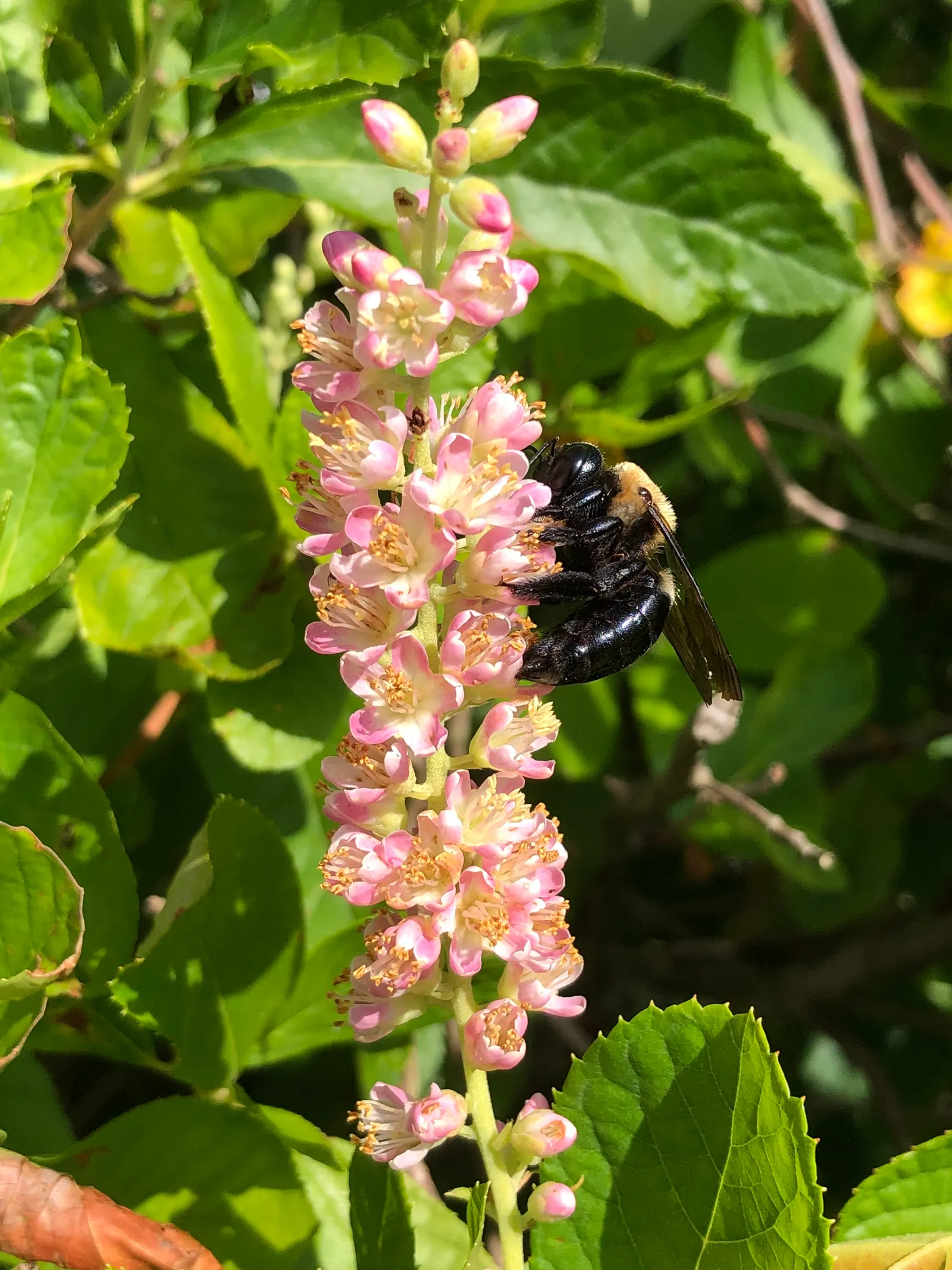 Hummingbird Summersweet (Clethra Alnifolia 'Ruby Spice') — When establishing the plant