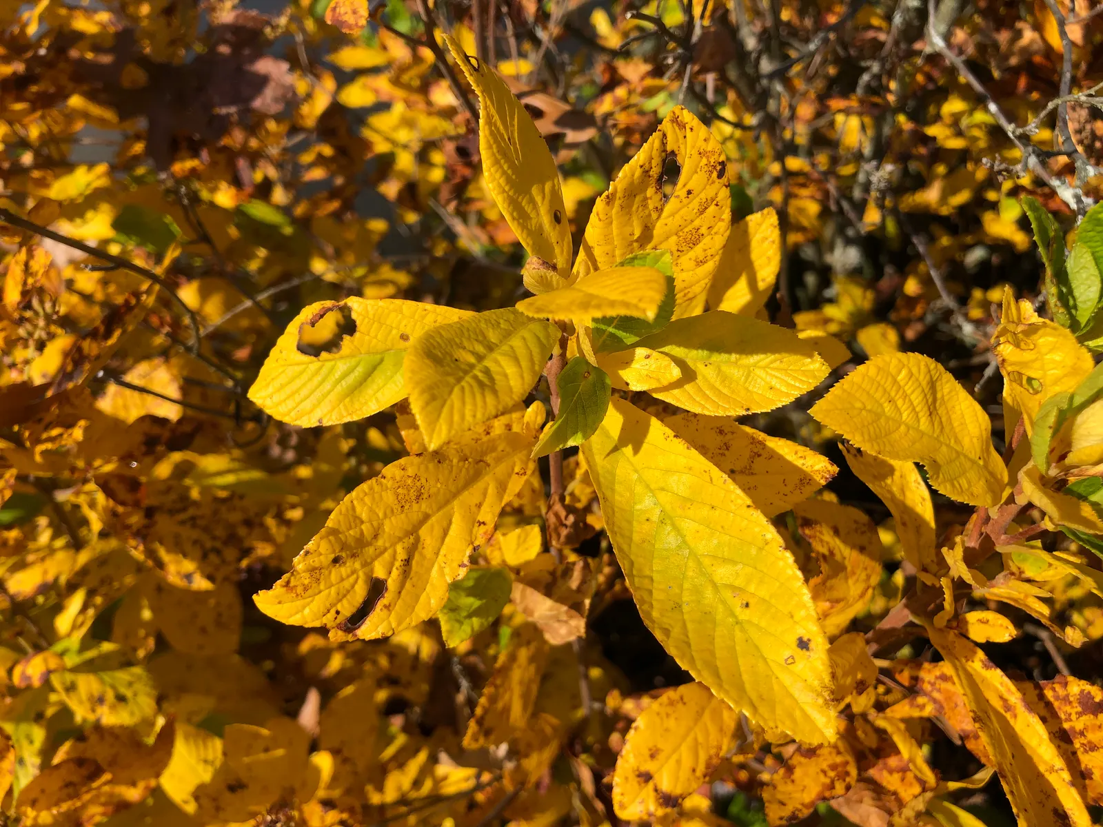 Hummingbird Summersweet (Clethra Alnifolia 'Ruby Spice') — With a moderate growth rate