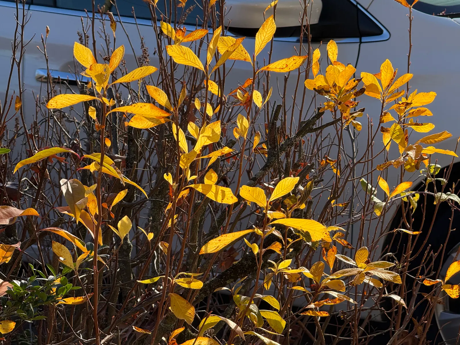 Hummingbird Summersweet (Clethra Alnifolia 'Ruby Spice') — ensure a good mulching practice to retain soil moisture and to help protect the shallow root system